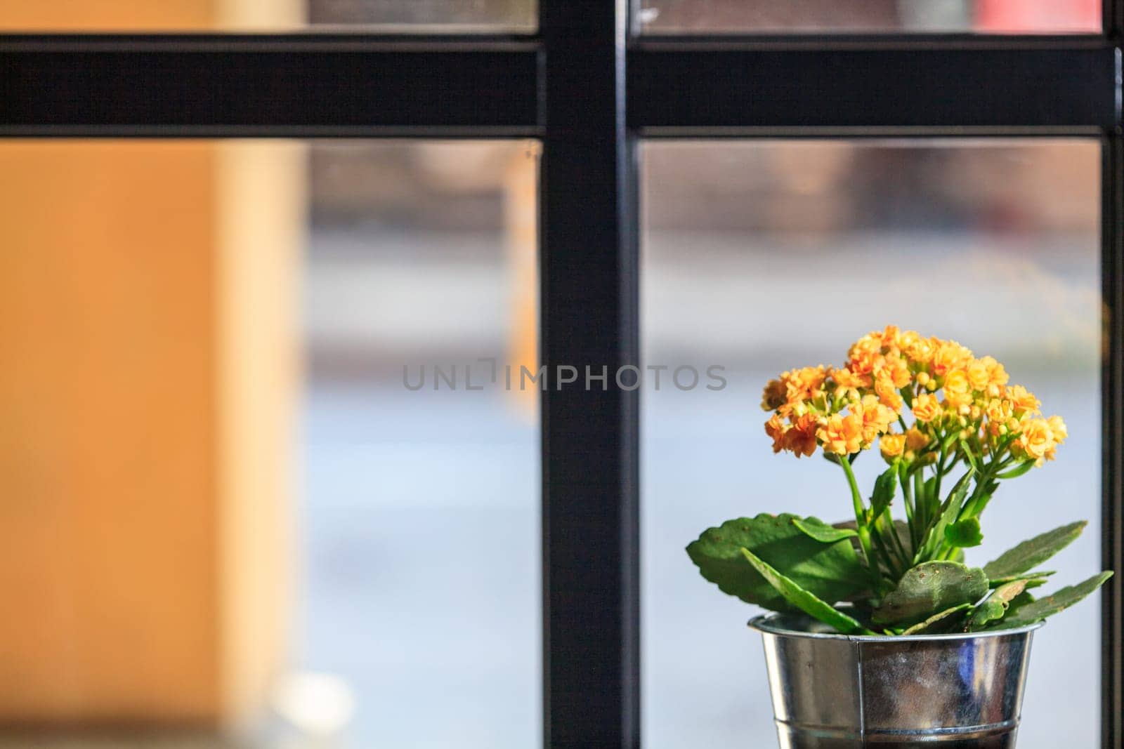 The nice background color with nice flower