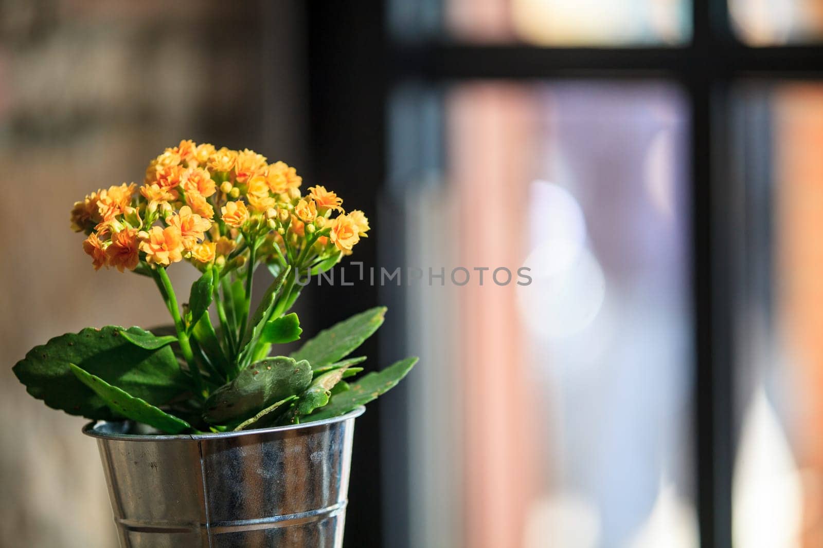 The nice background color with nice flower