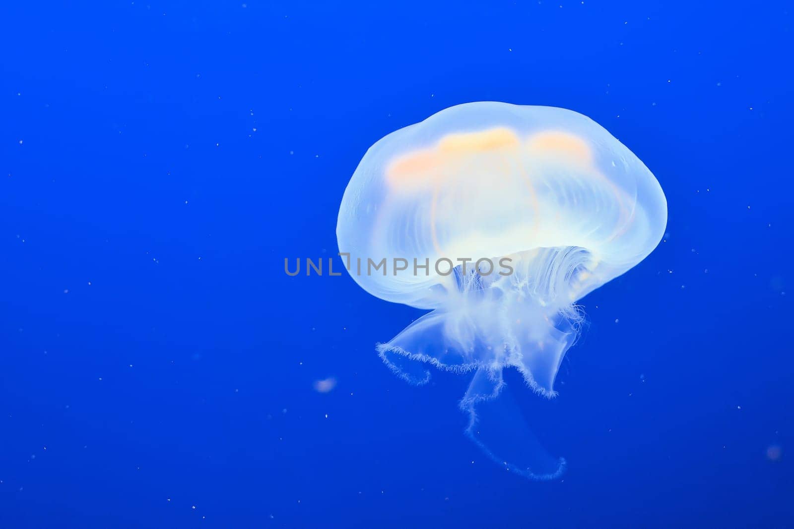 Jellyfish swims in an aquarium