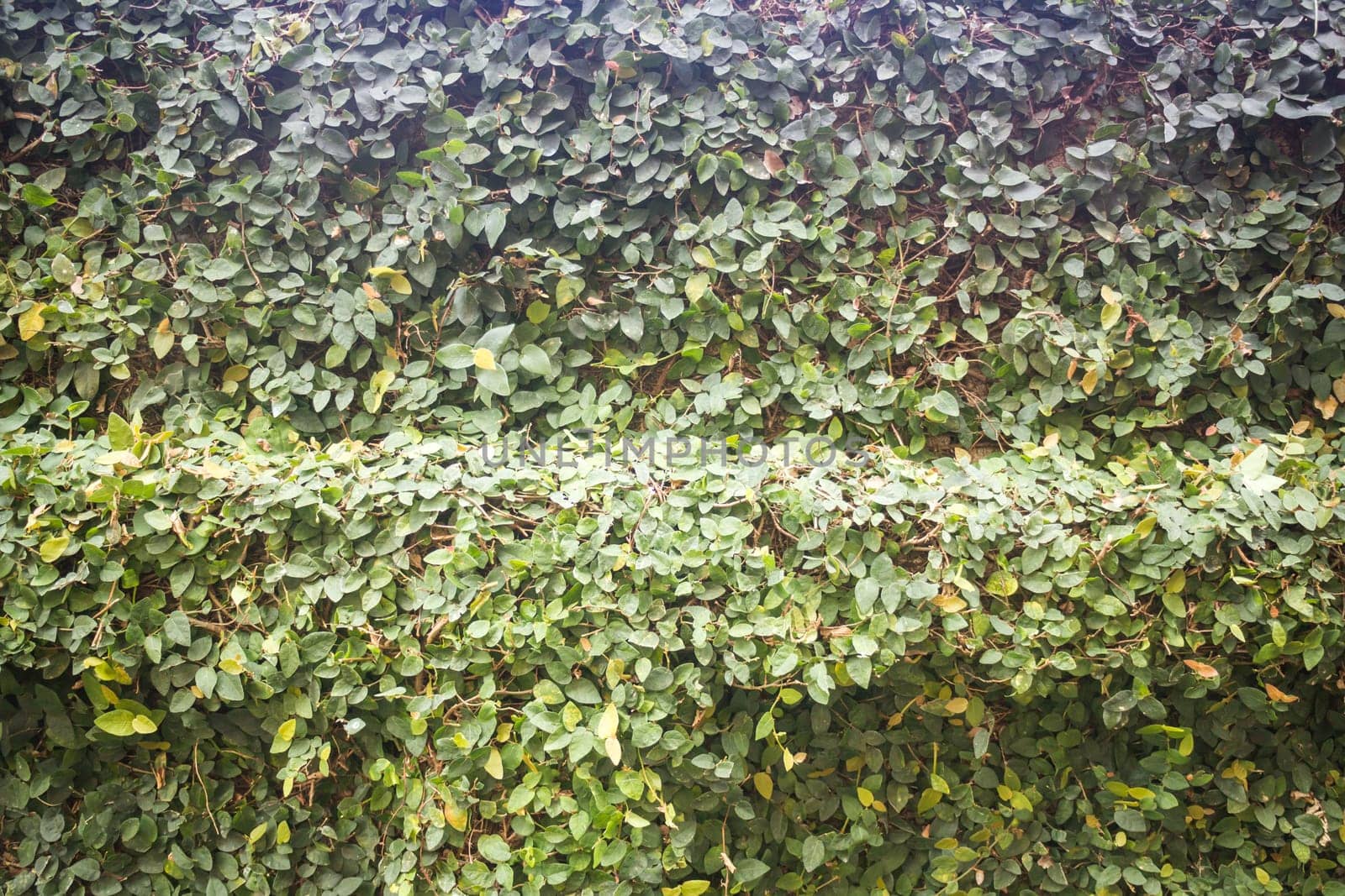 Green ivy plant wall background with vintage filter effect, stock photo