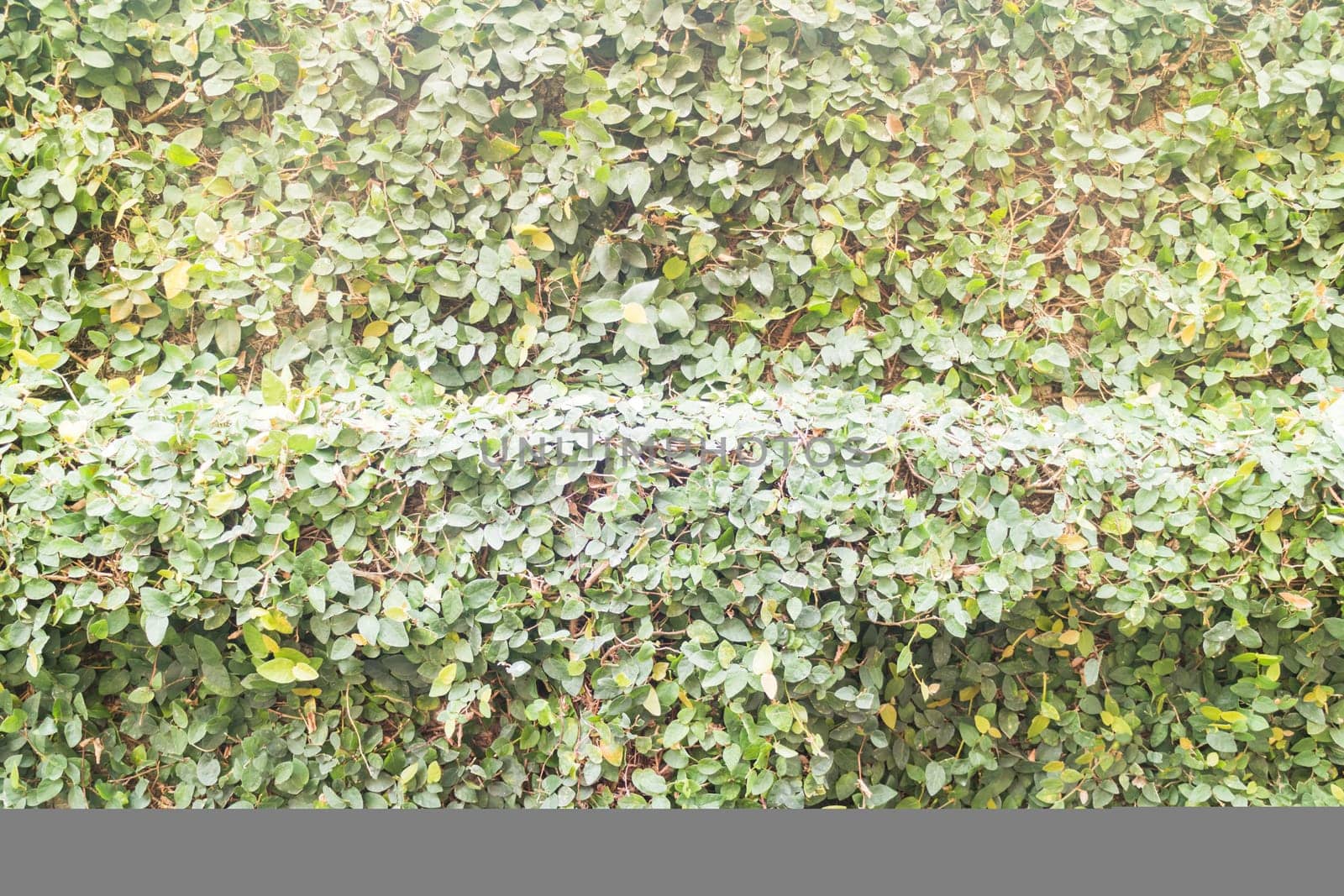 Green ivy plant wall background with vintage filter effect, stock photo