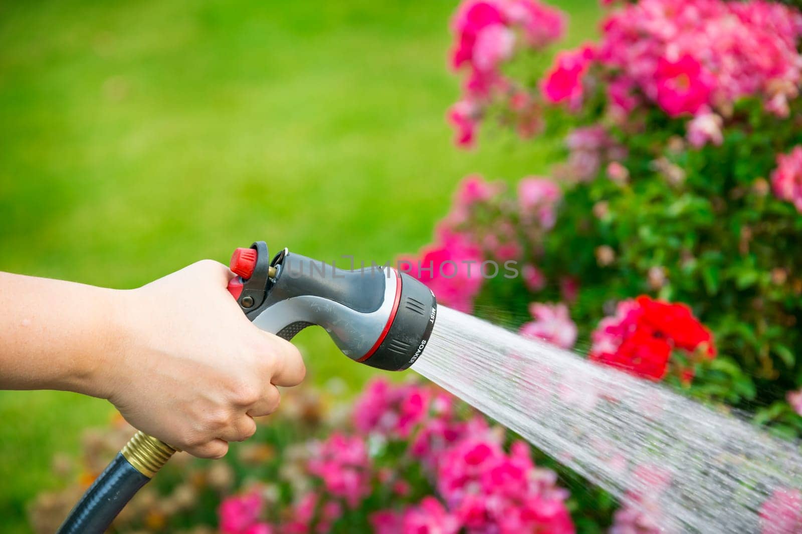 Watering garden with flowers using hose