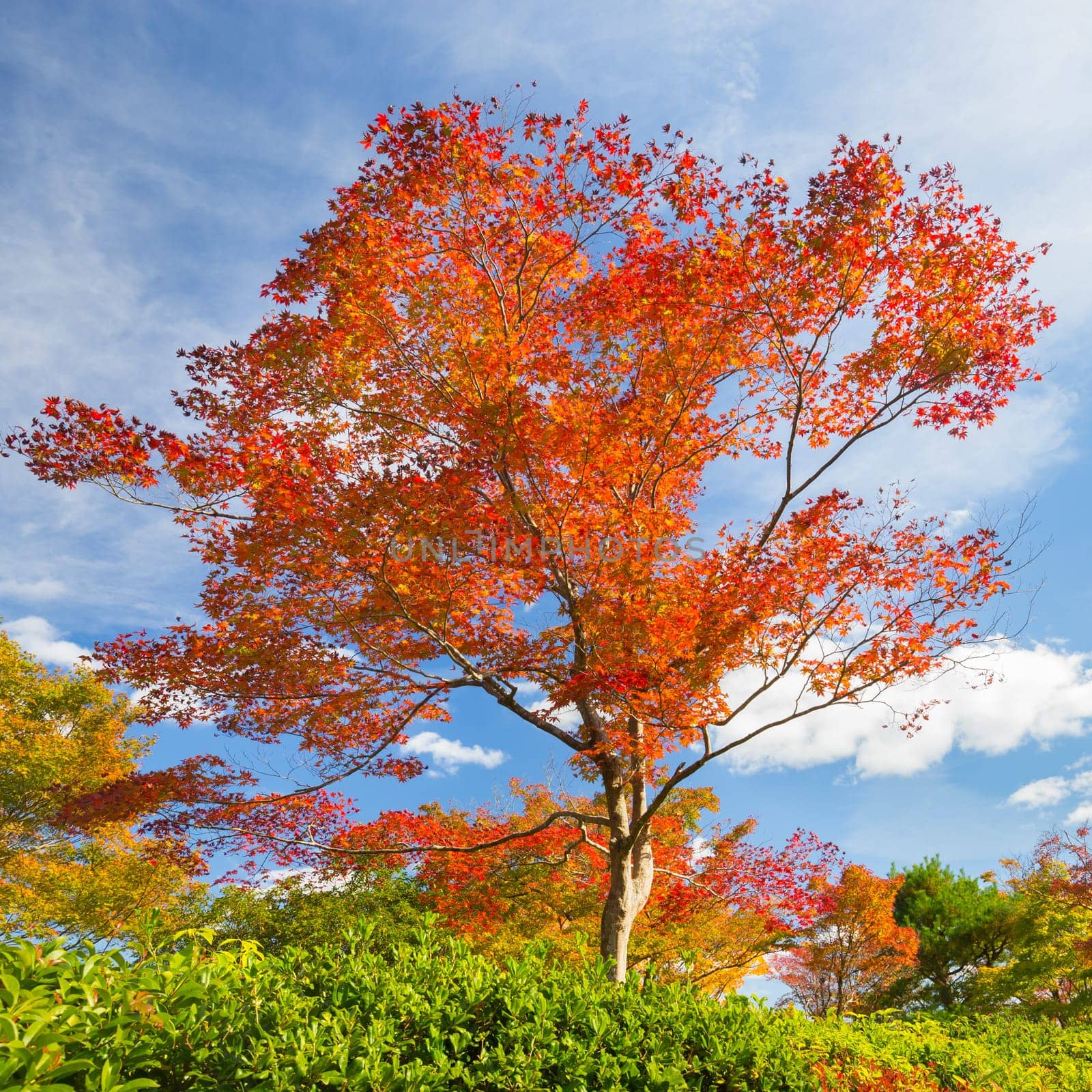 Beautiful red tree in fall with bright blue sky.