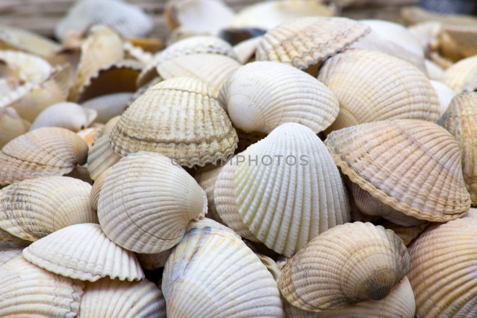 Sea shells background