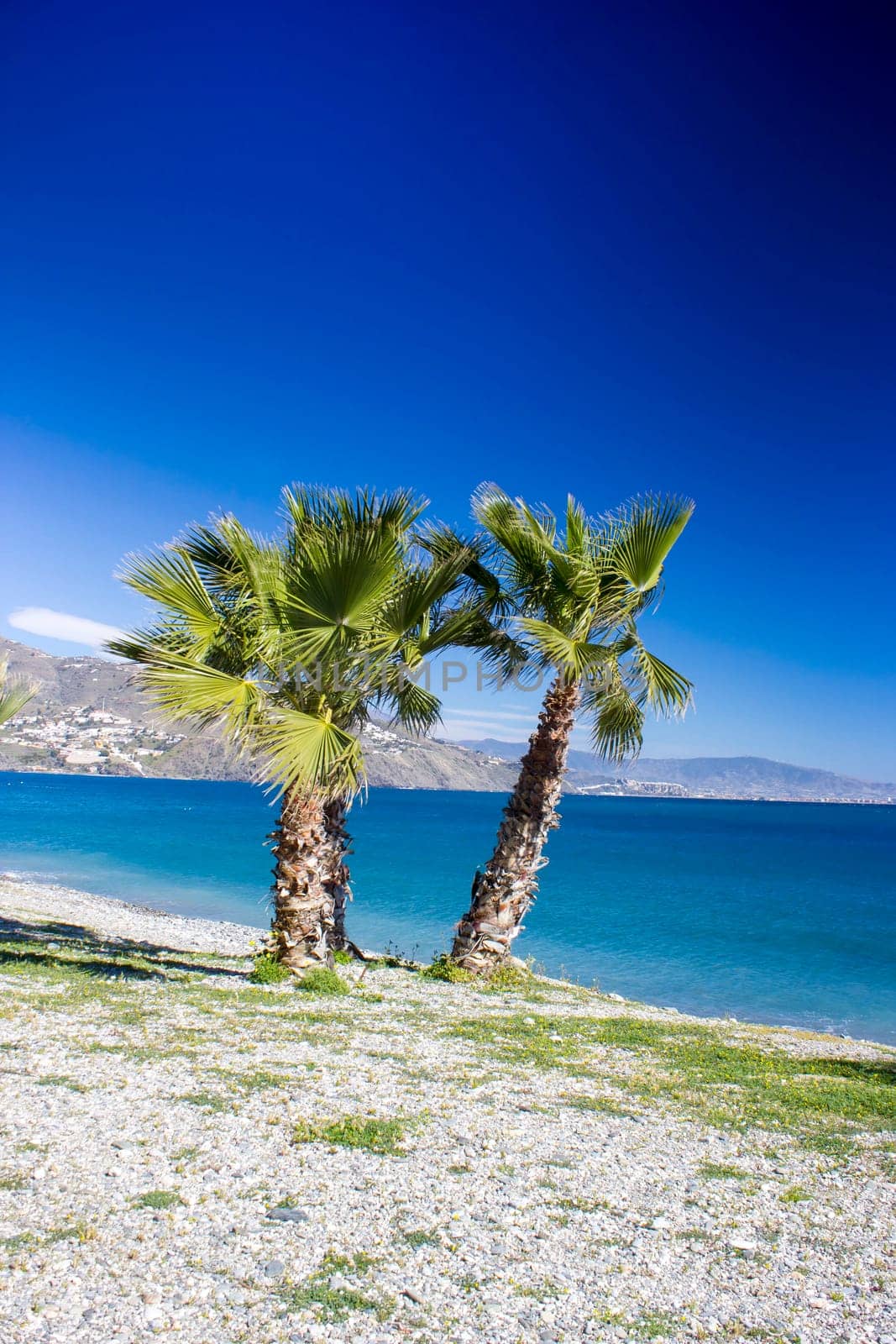 Palm trees on a beach in Almunecar, Andalusia region, Costa del Sol, Spain