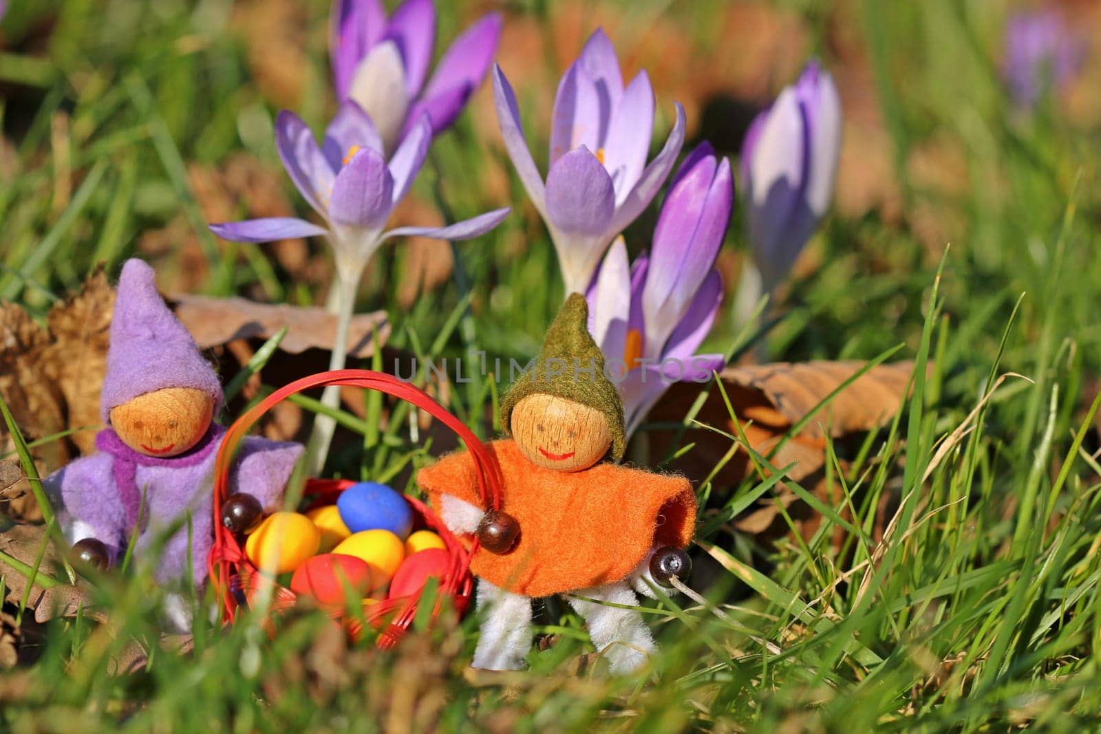 Two small gnomes with Easter eggs under crocuses