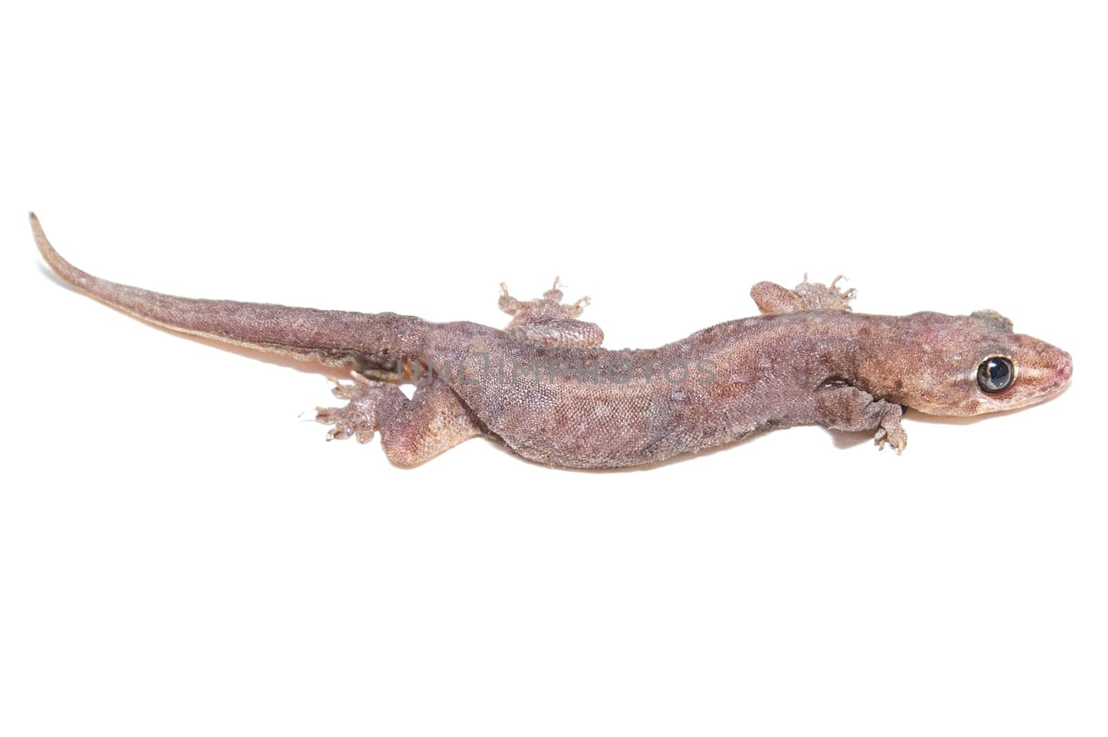 Tropical gecko lizard isolated on white background