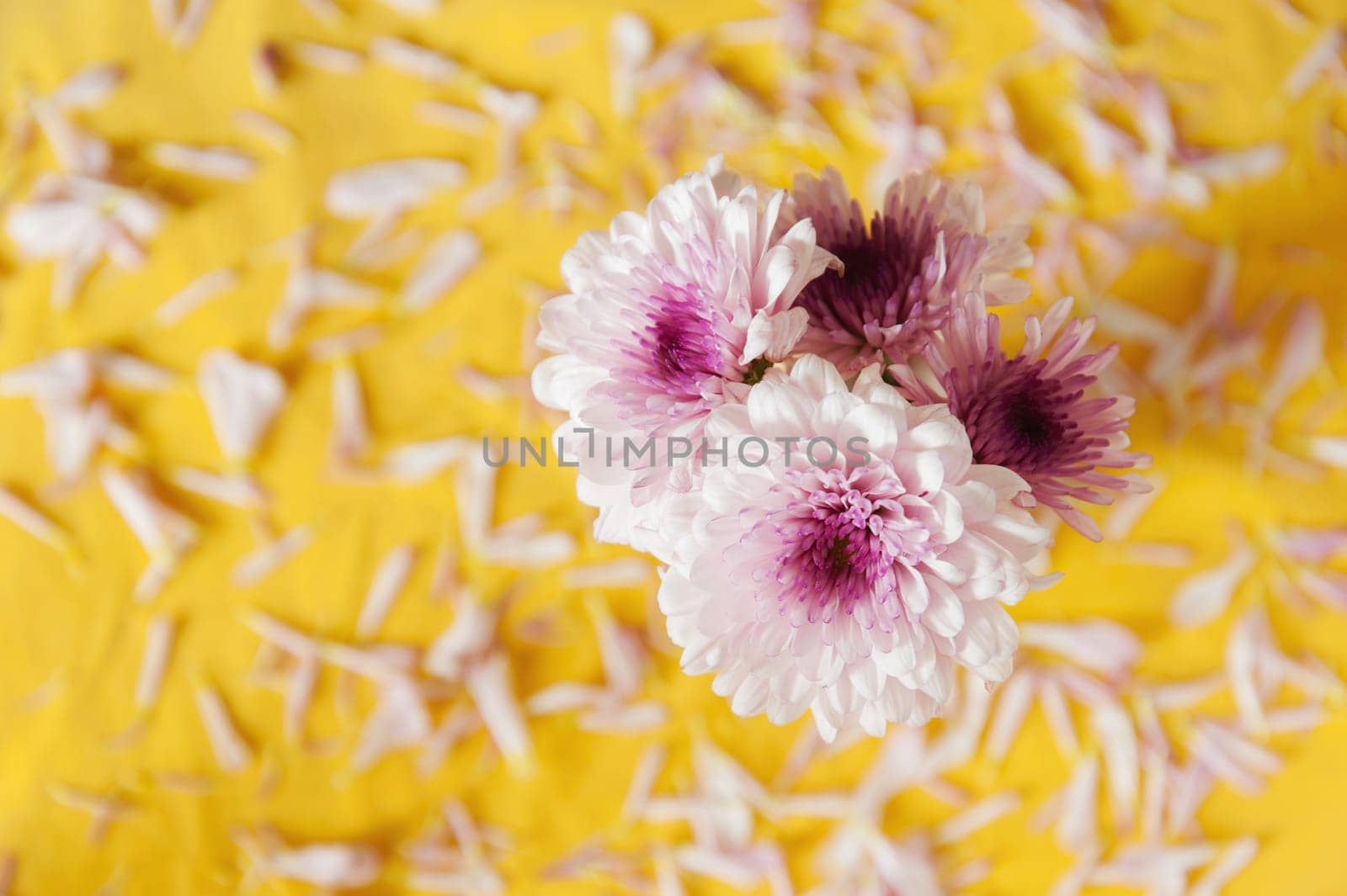 Gerber purple flower on yellow blur background still life tone