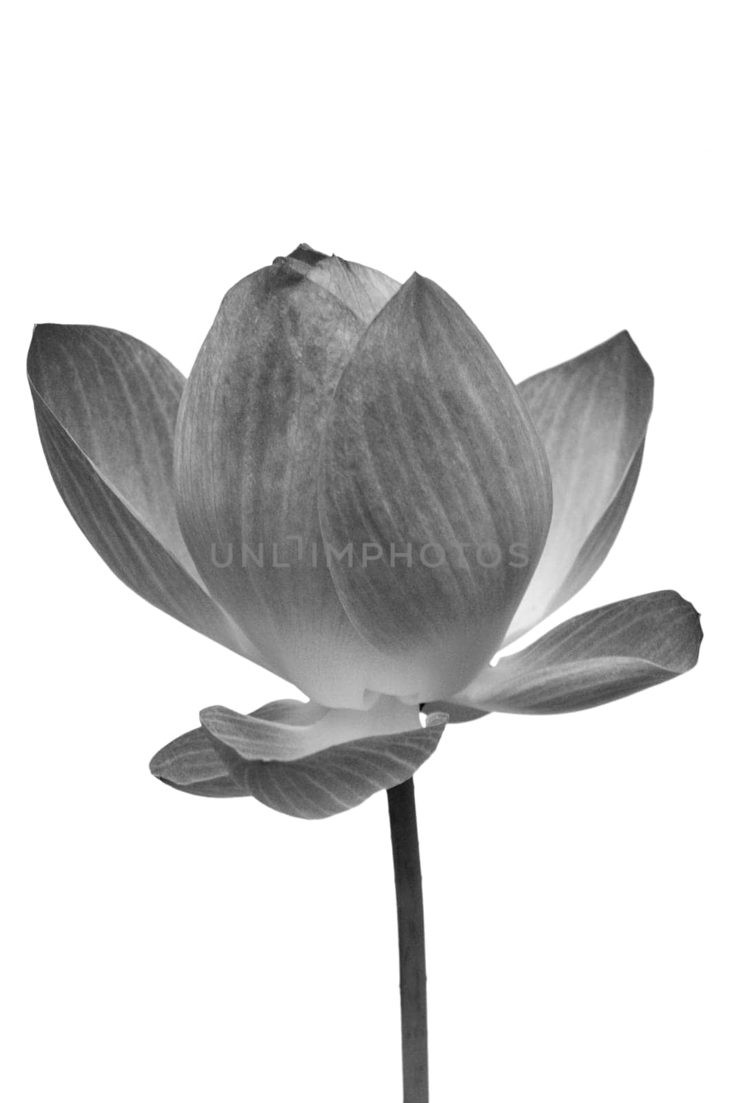 Black and white water lily flower, Lotus flower is a important symbol in Asian culture, Clipping paths