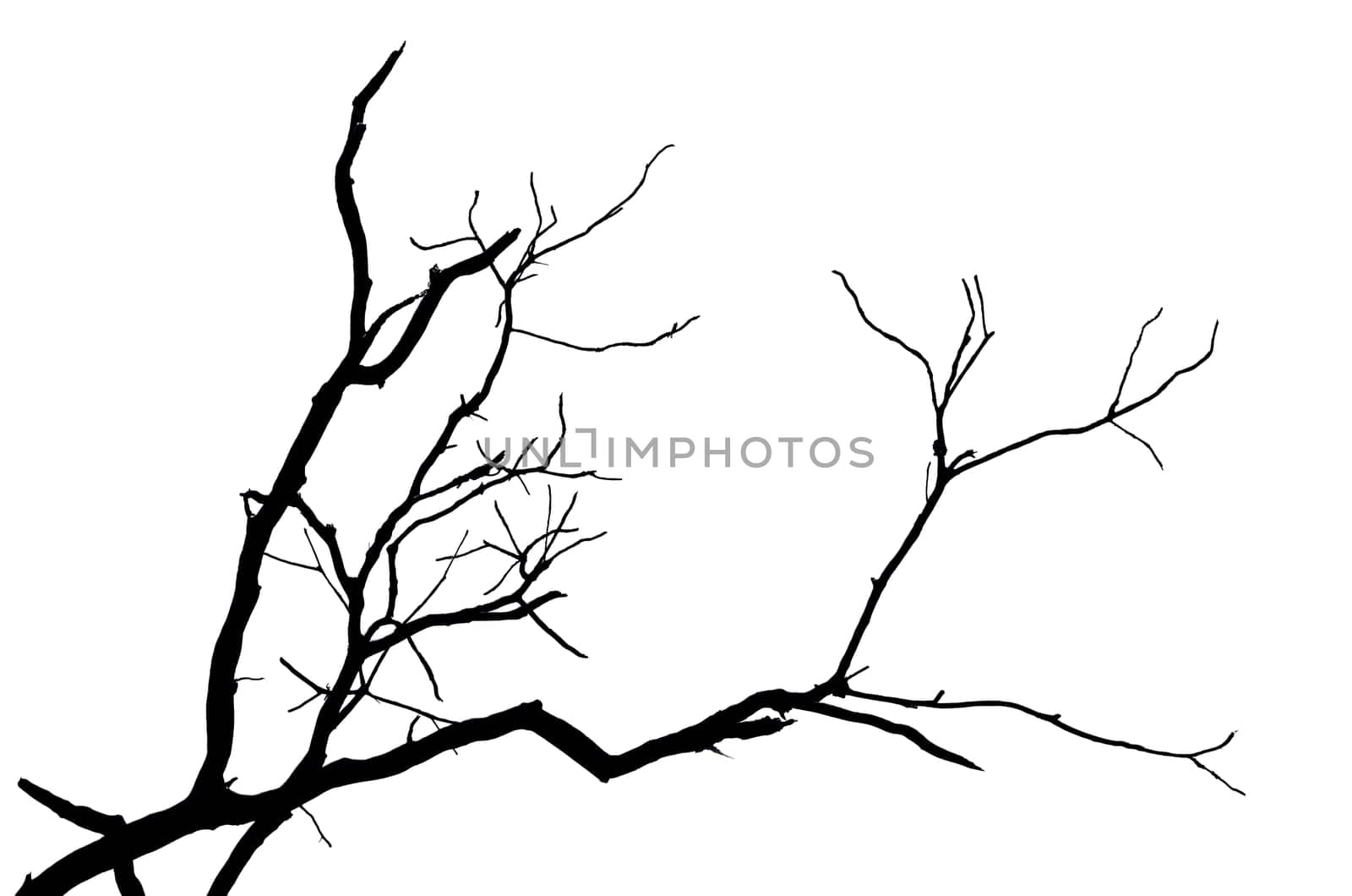 Silhouette branch of tree isolated on white background