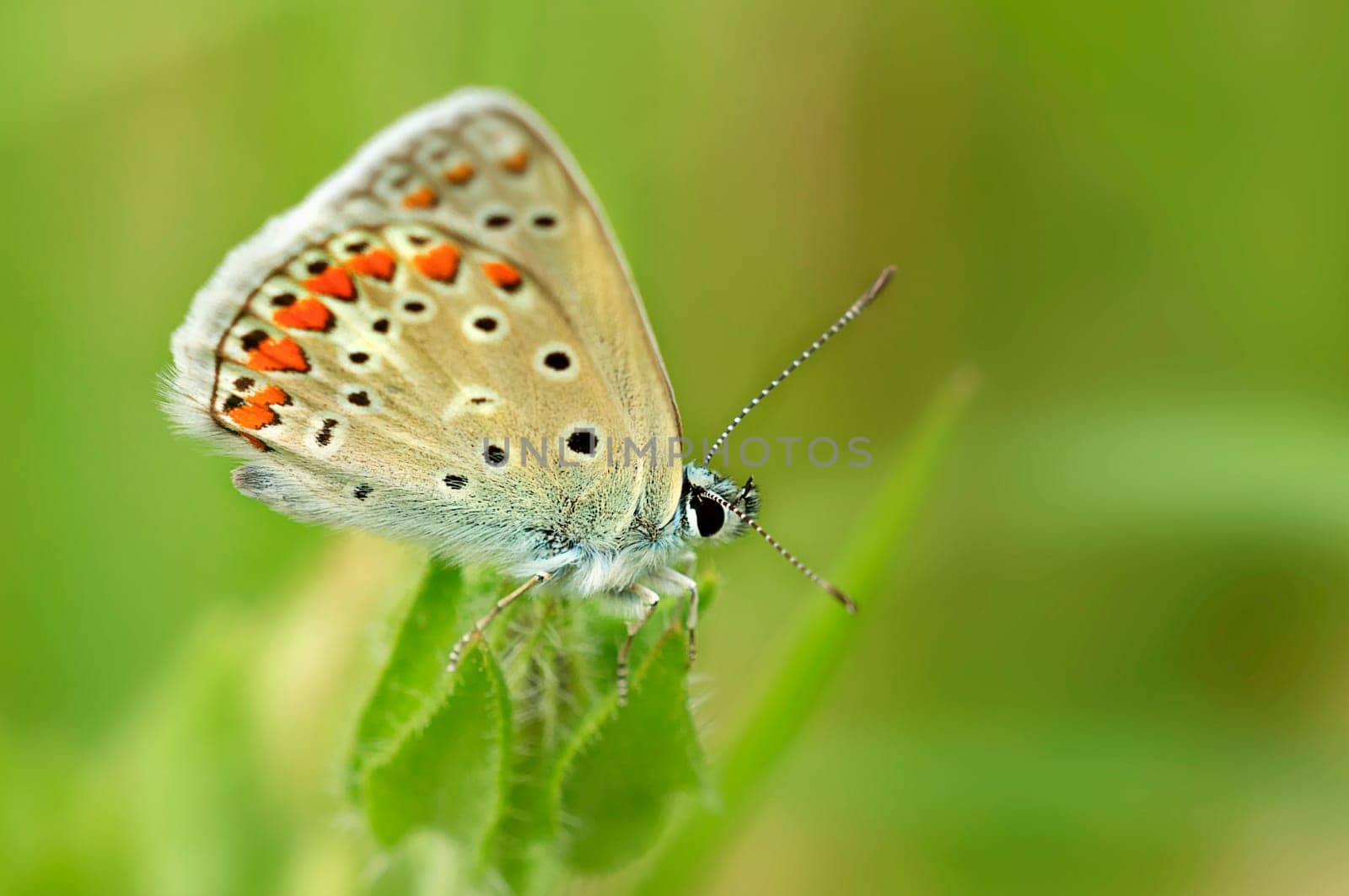 Stork's beak blue