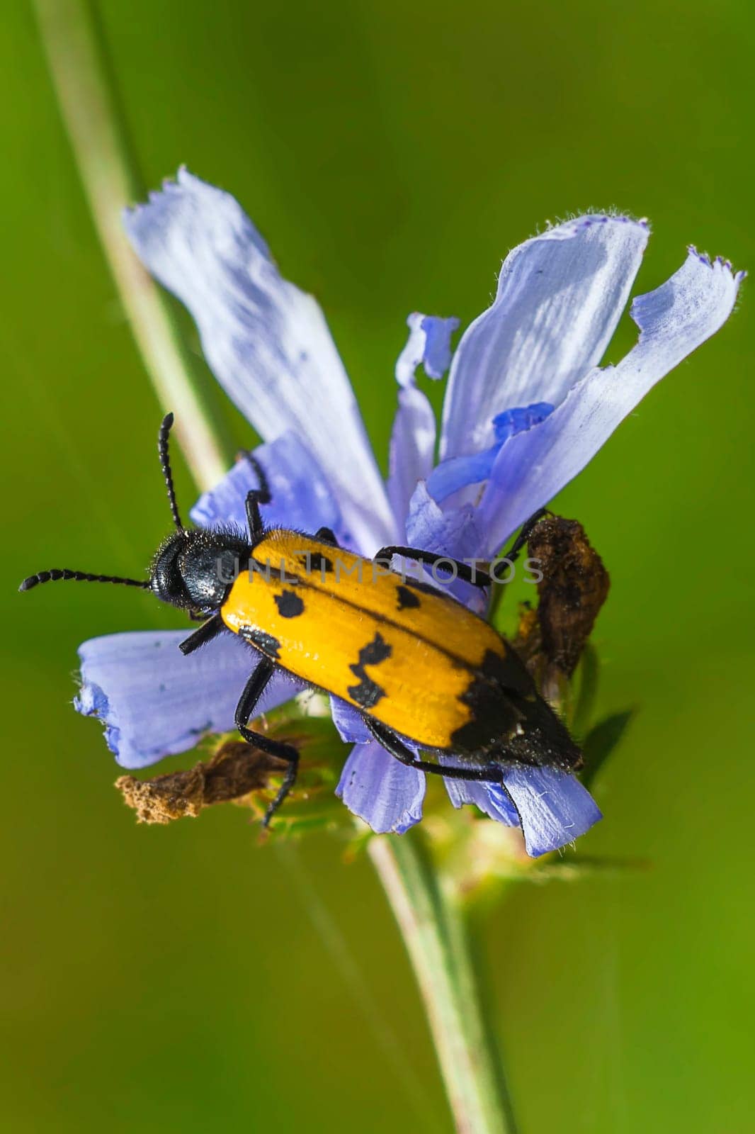 Variable oil beetle Mylabis variabillis on the way
