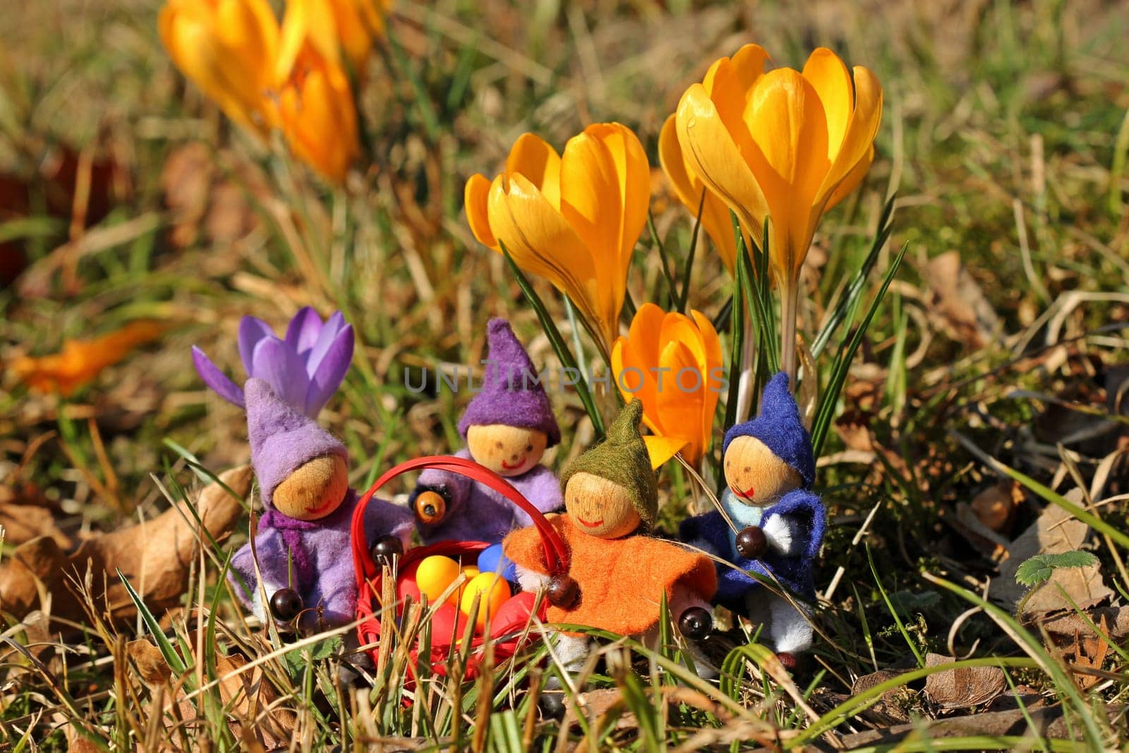 Four small gnomes with Easter eggs under crocuses