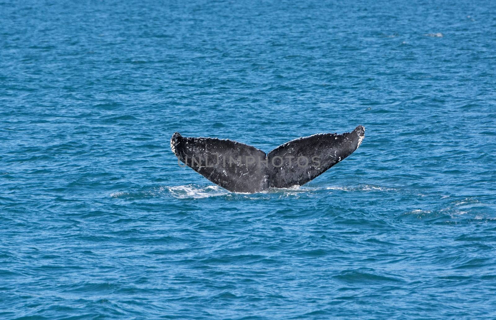 Whale Flukes on the way down in Kenai Fjords National Park in Alaska