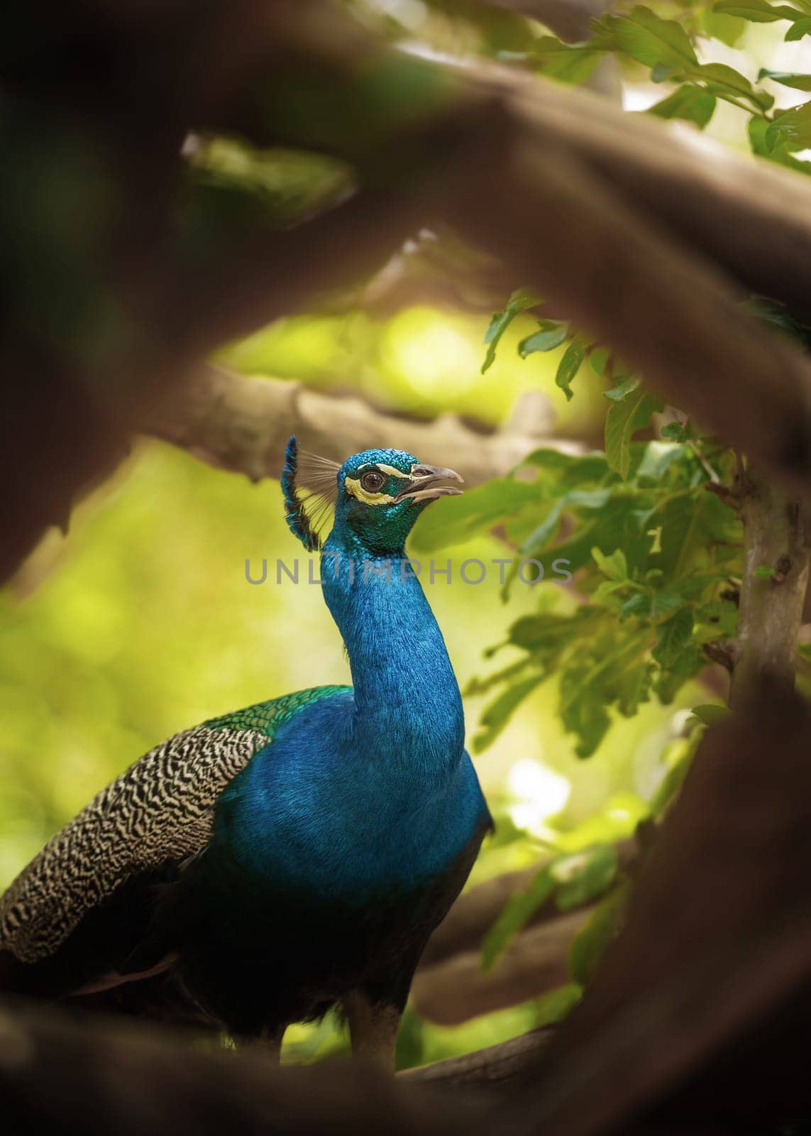 Peacock in the midst of nature.
