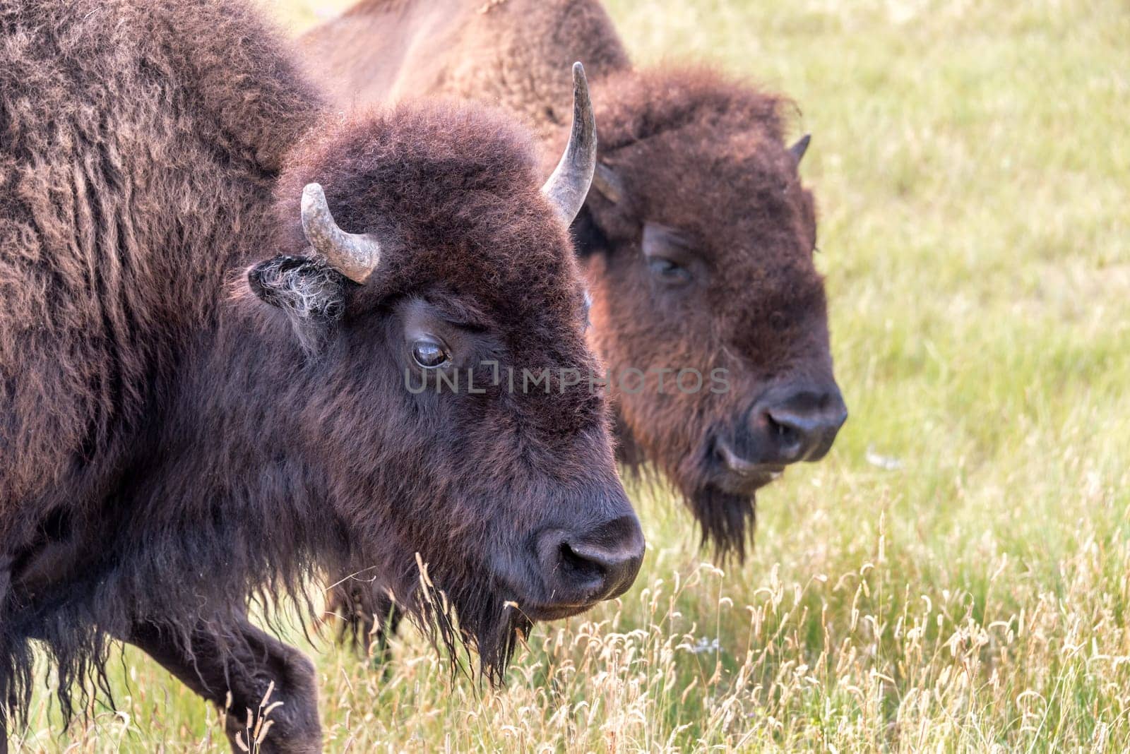 Closeup of the face of a bison in Custer State Park, South Dakota