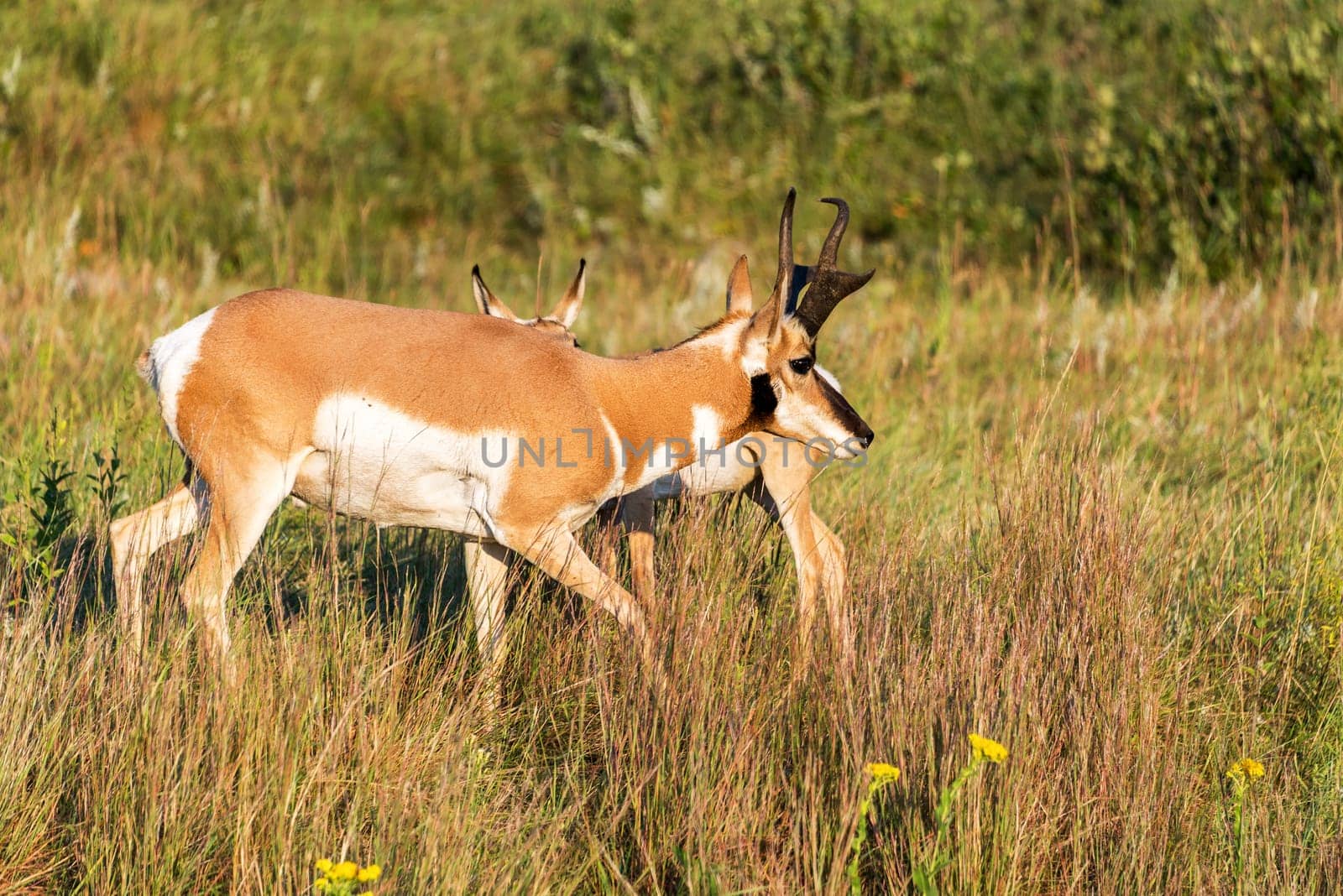 Pronghorn antelope in Custer State Park in South Dakota
