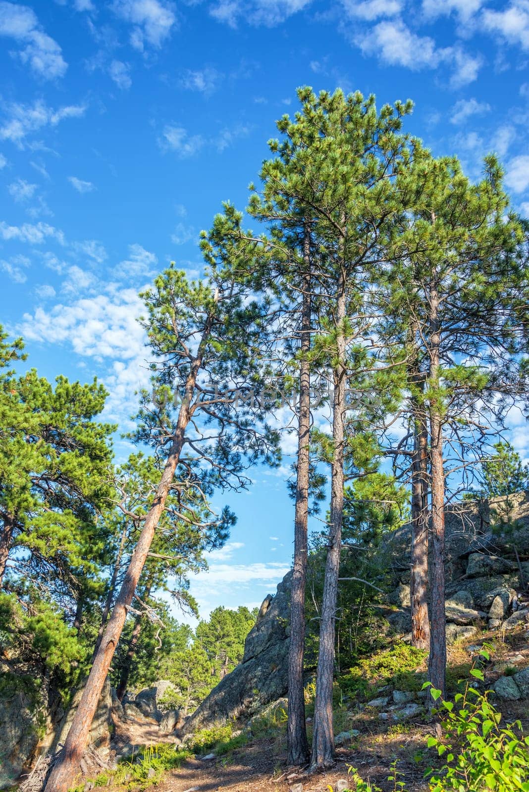Tall pine trees in Custer State Park in South Dakota