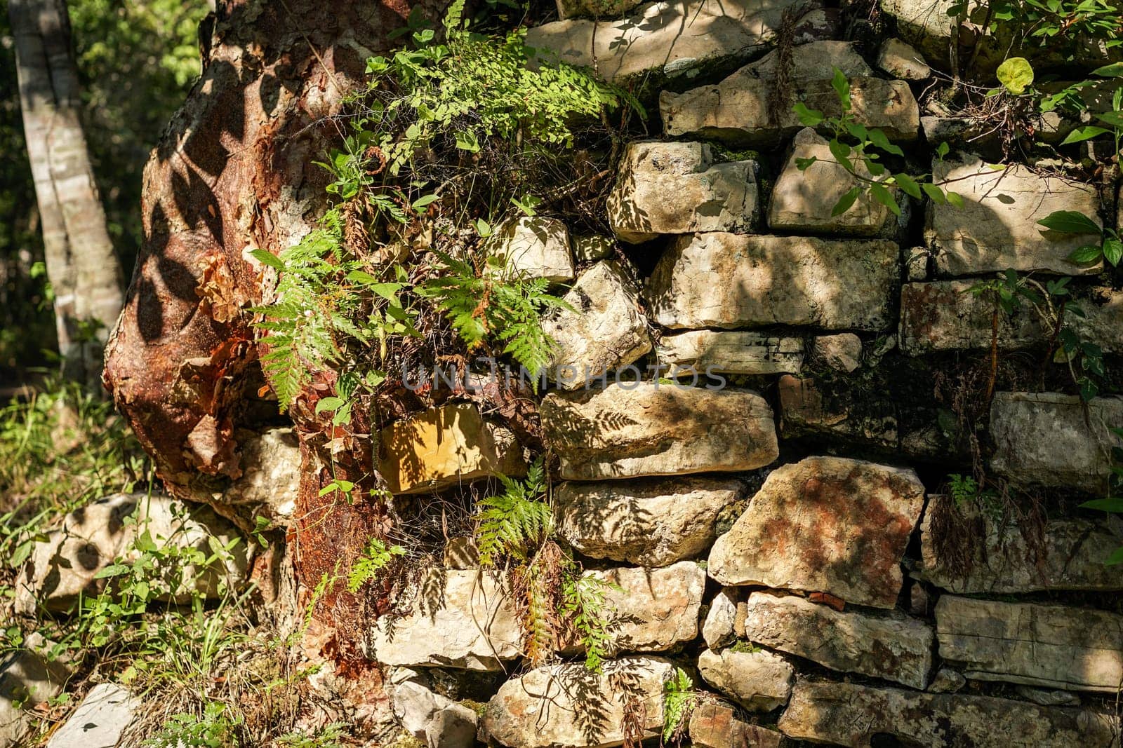 stone wall covered with plants in sunshine