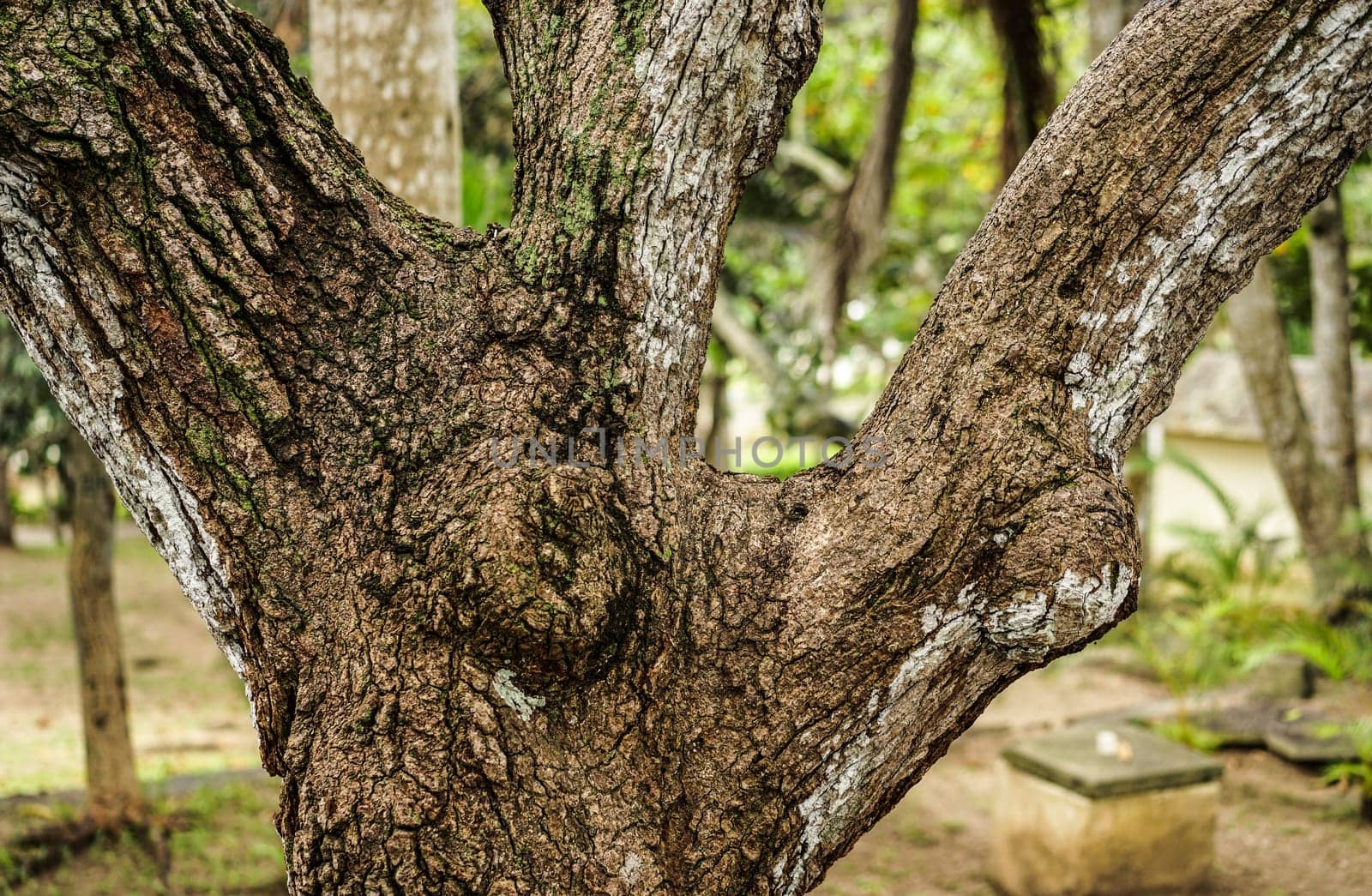 closeup of a tree that has divided itself as a trident