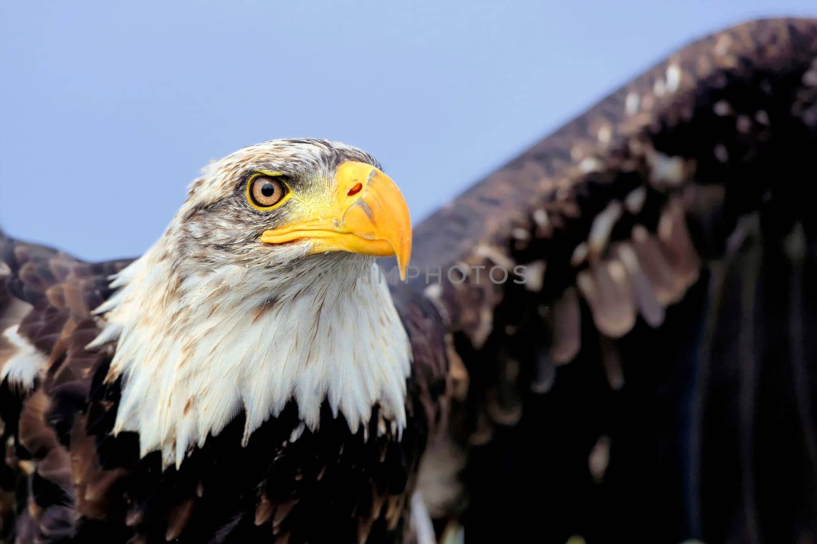 White-headed eagle