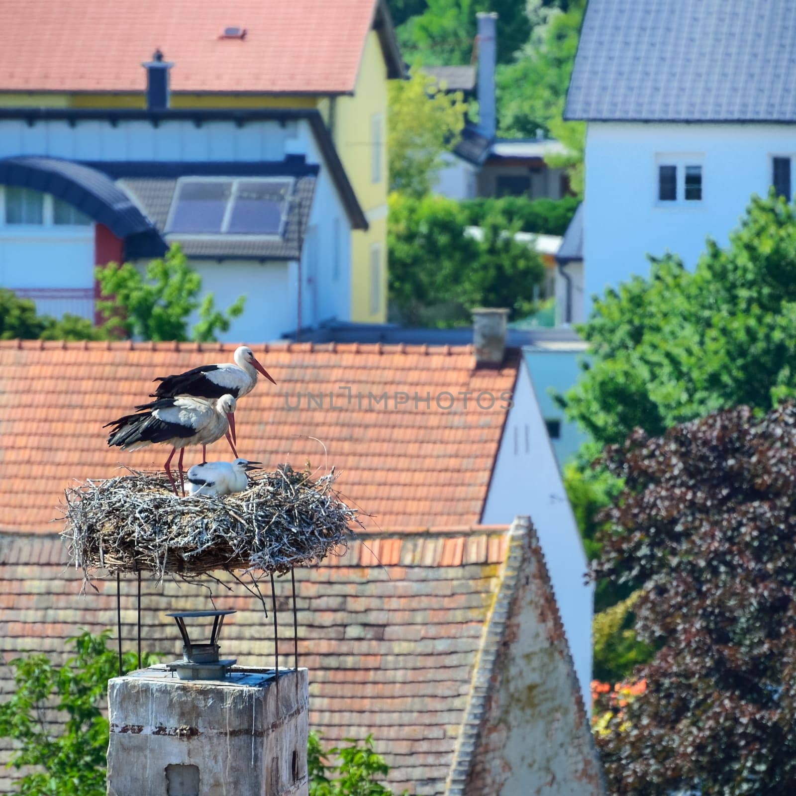 Stork and family in the nest in Burgenland