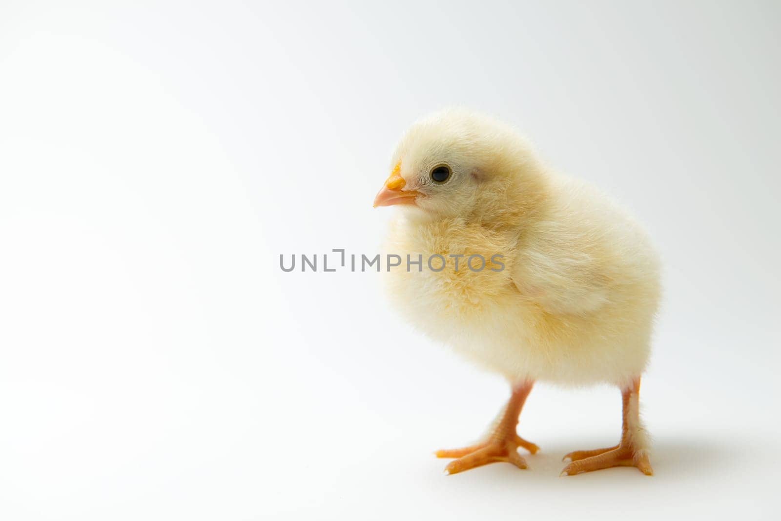 little yellow chick in front of bright background