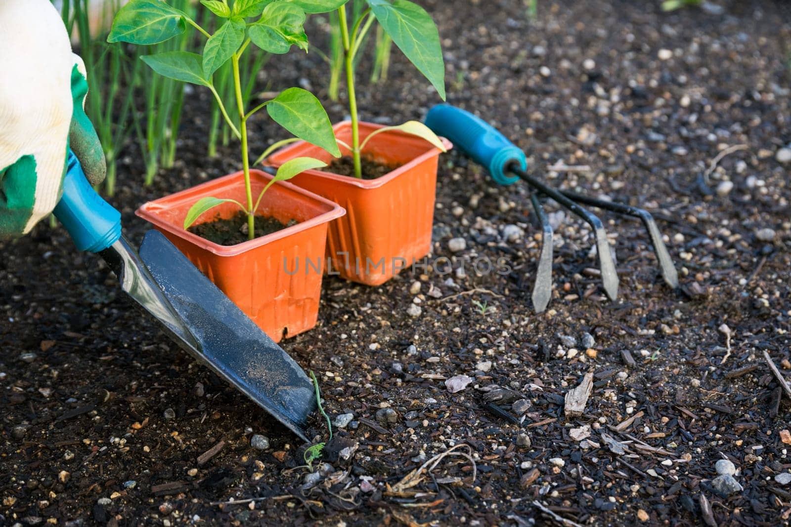 Planting vegatable in garden