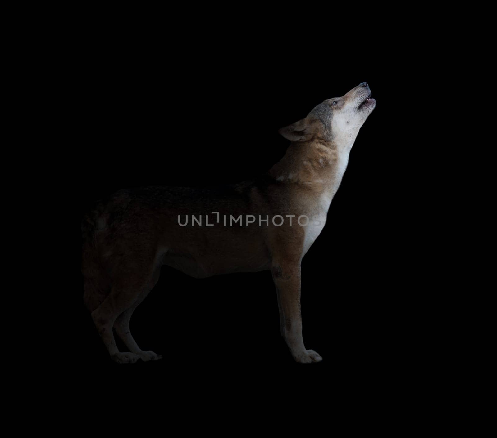 gray wolf howling in dark background with light