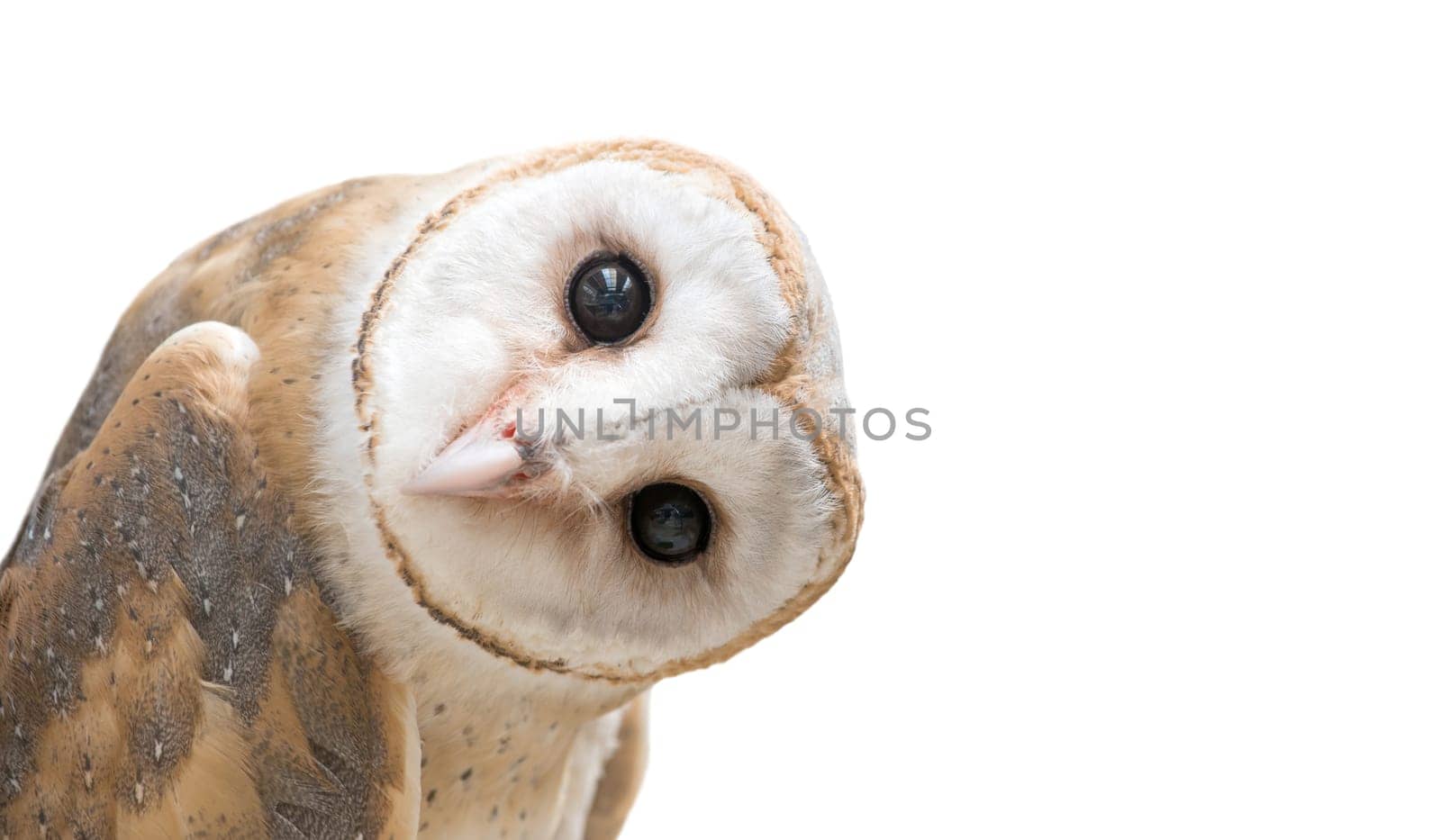 common barn owl ( Tyto albahead ) head isolated on white background
