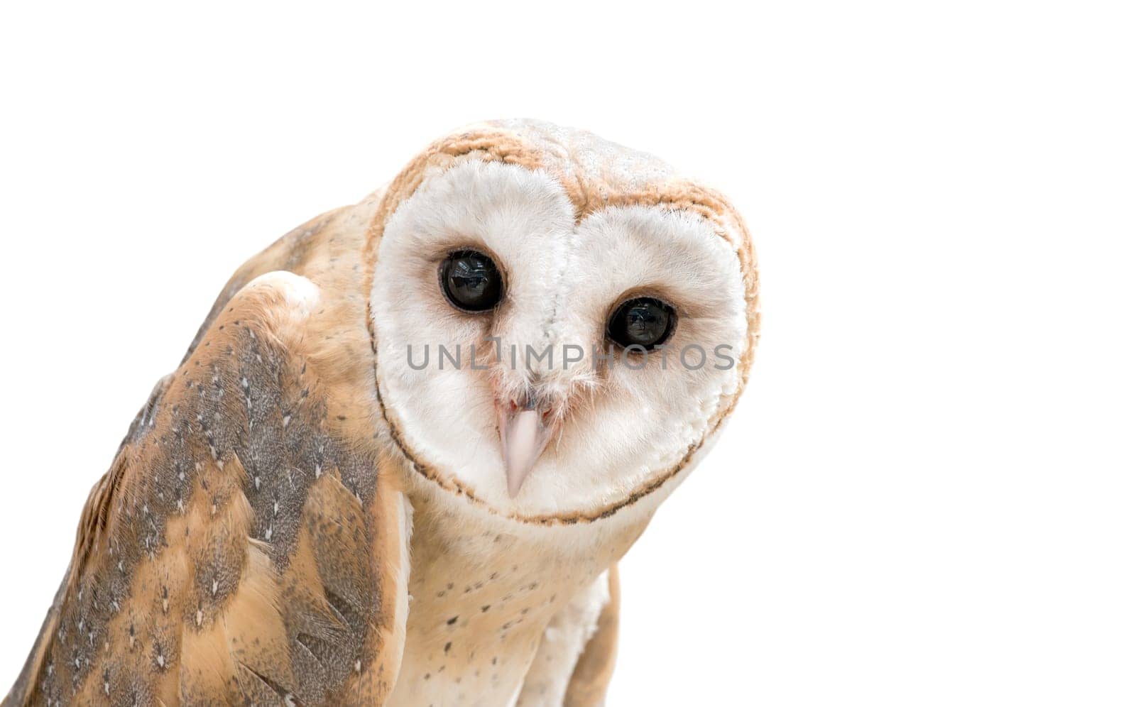 common barn owl ( Tyto albahead ) head isolated on white background