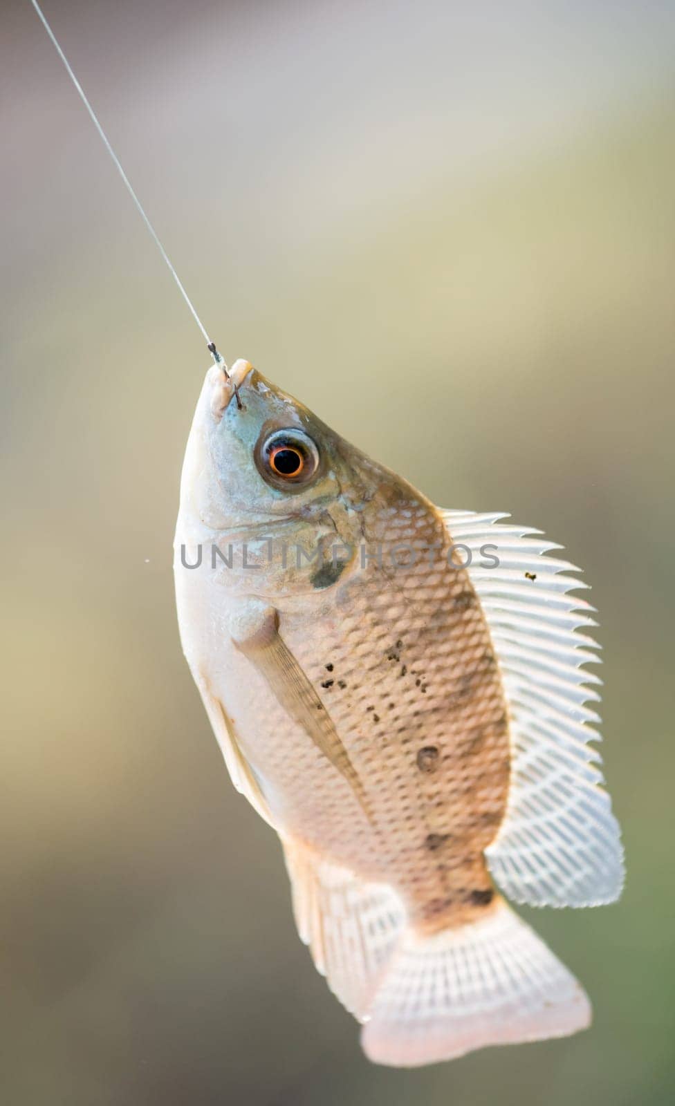 Nile tilapia fish  (Oreochromis nilotica) hanging on hook