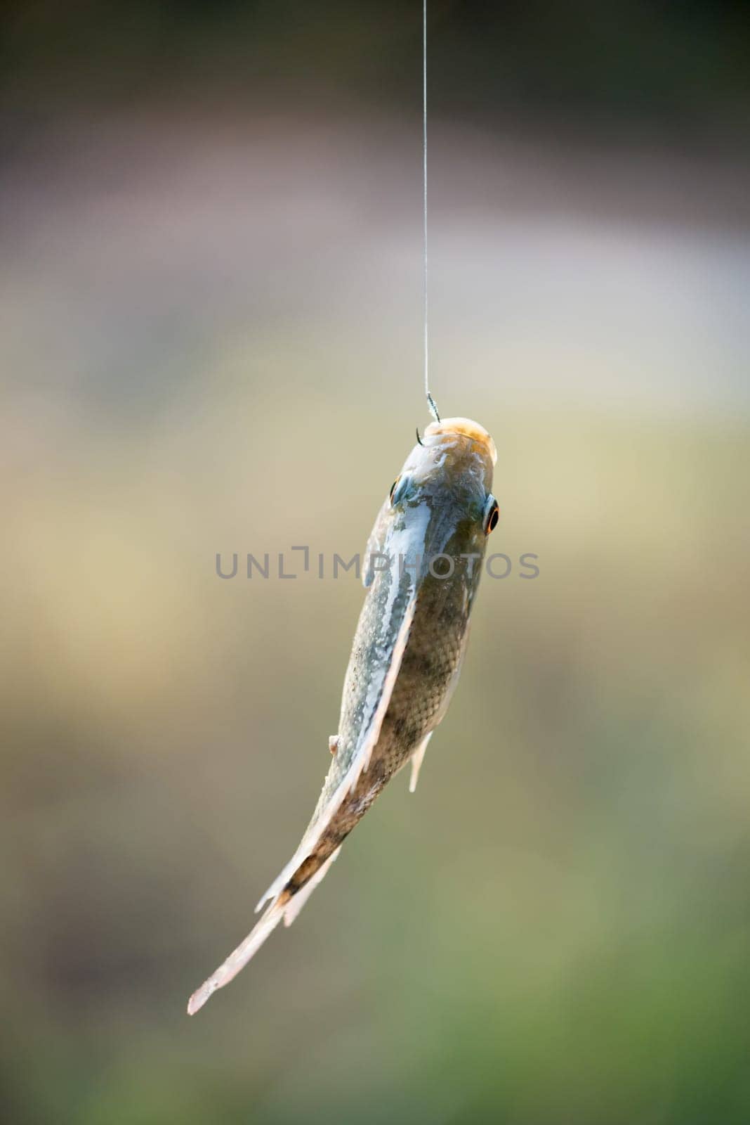 Nile tilapia fish  (Oreochromis nilotica) hanging on hook
