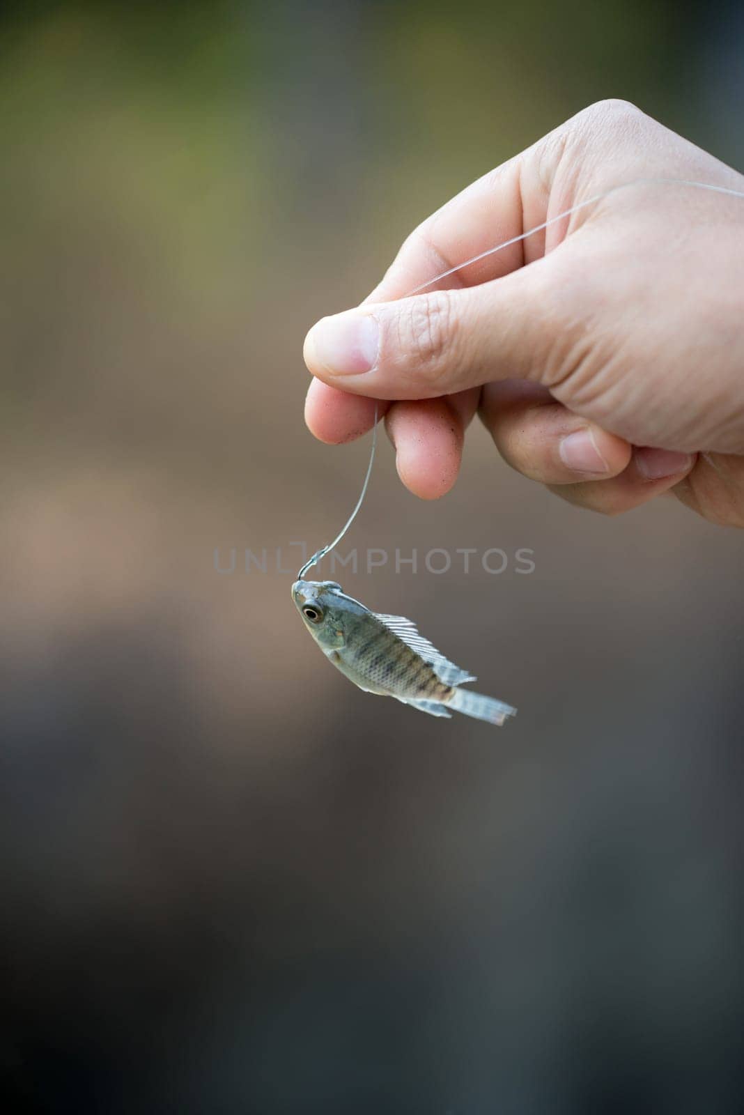 Nile tilapia fish  (Oreochromis nilotica) hanging on hook