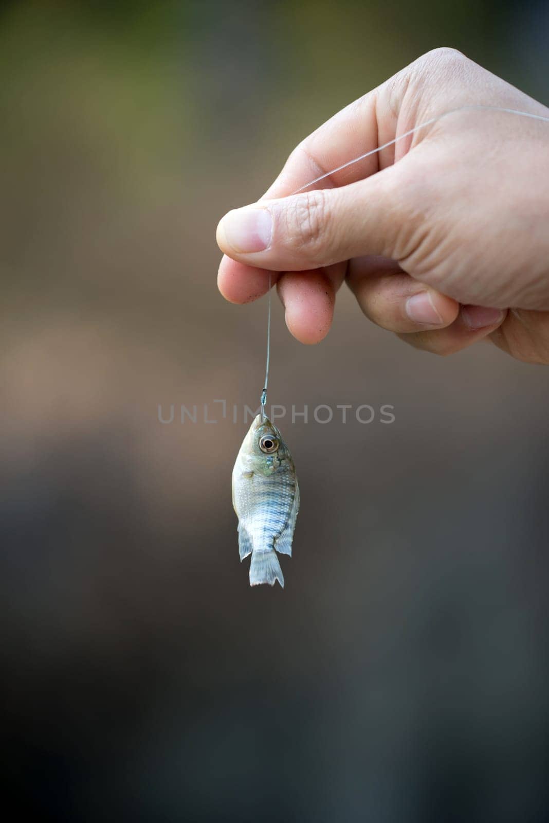 Nile tilapia fish  (Oreochromis nilotica) hanging on hook