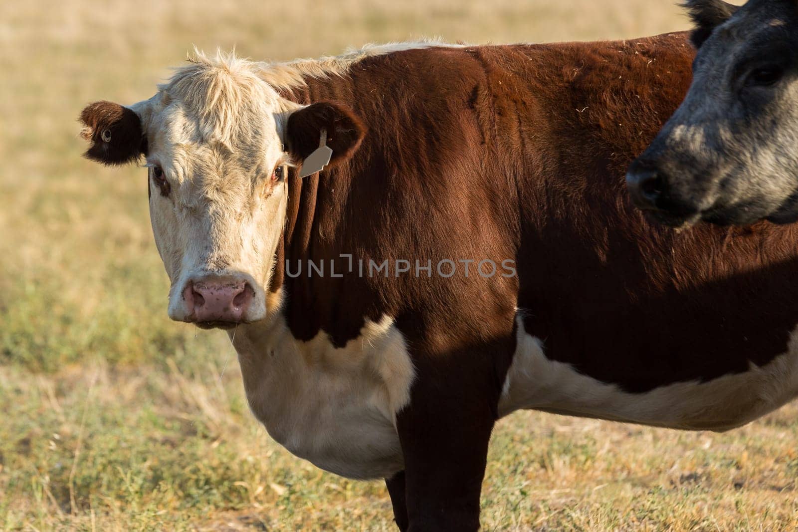 Heard of Hereford cattle in a gree field.