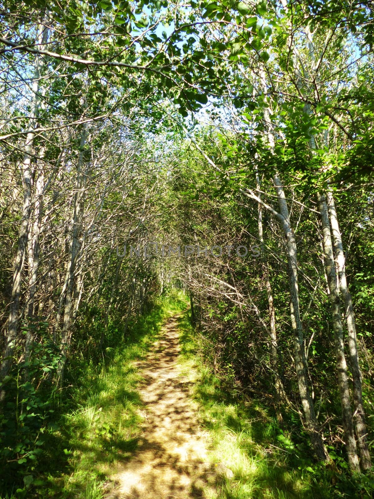 Path through a small forest