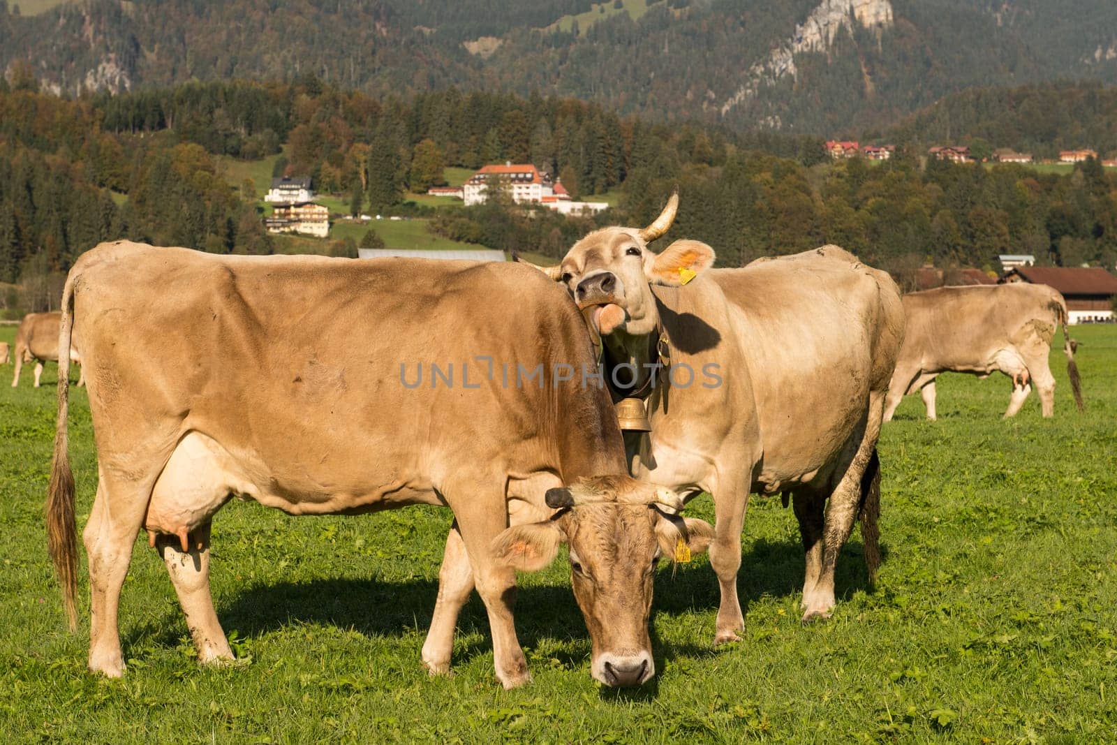 Brown cows in the Allgäu on a green meadow