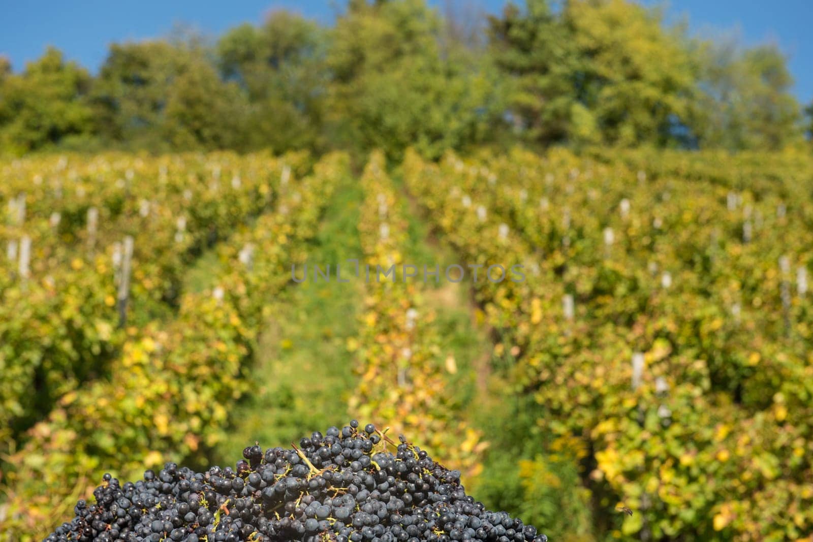 Red grapes in front of a vineyard in autumn