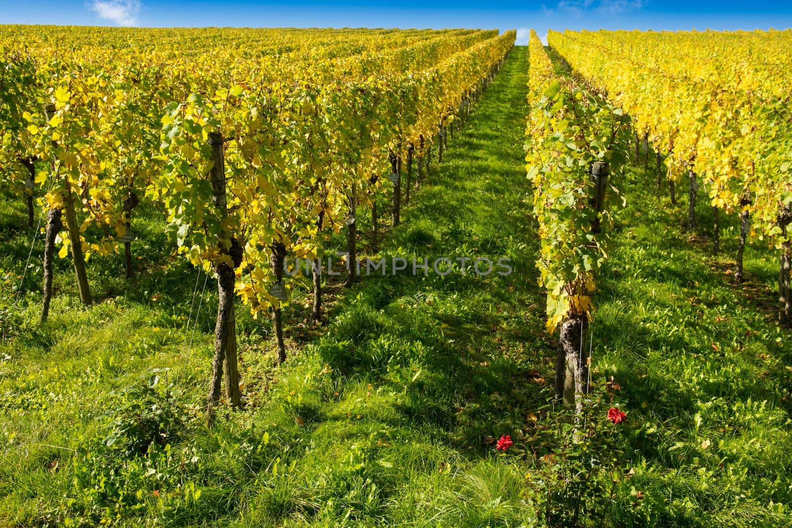 Vineyard in autumn with yellow foliage and blue sky
