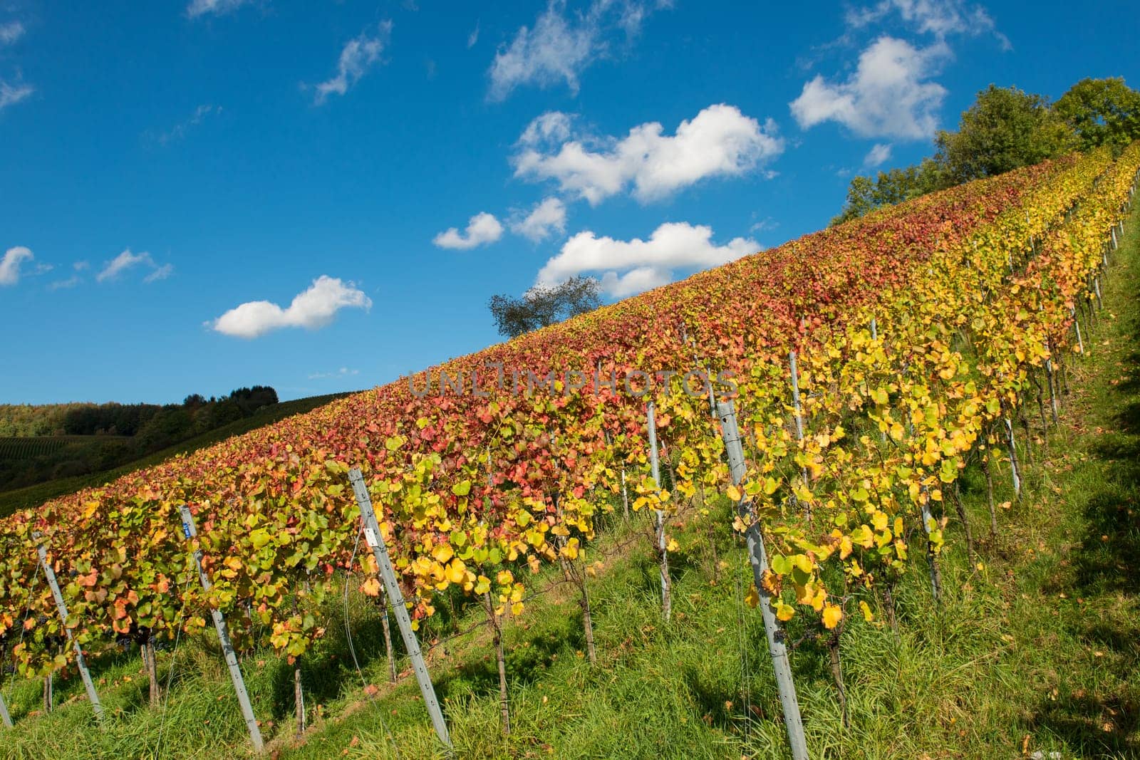 Vines in the vineyard in autumn with colouring.