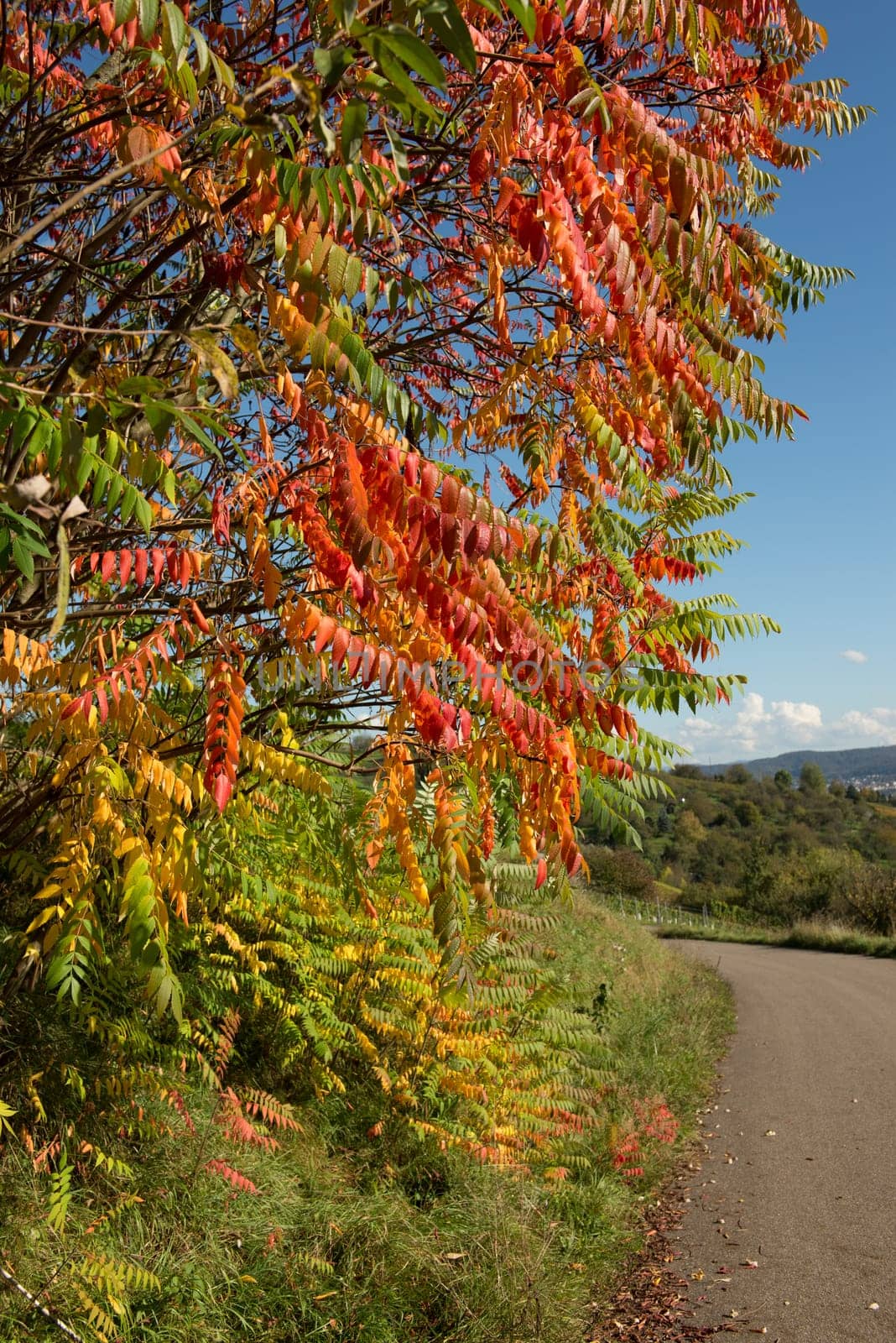staghorn sumac (rhus typhina) with red fall foliage against a blue sky