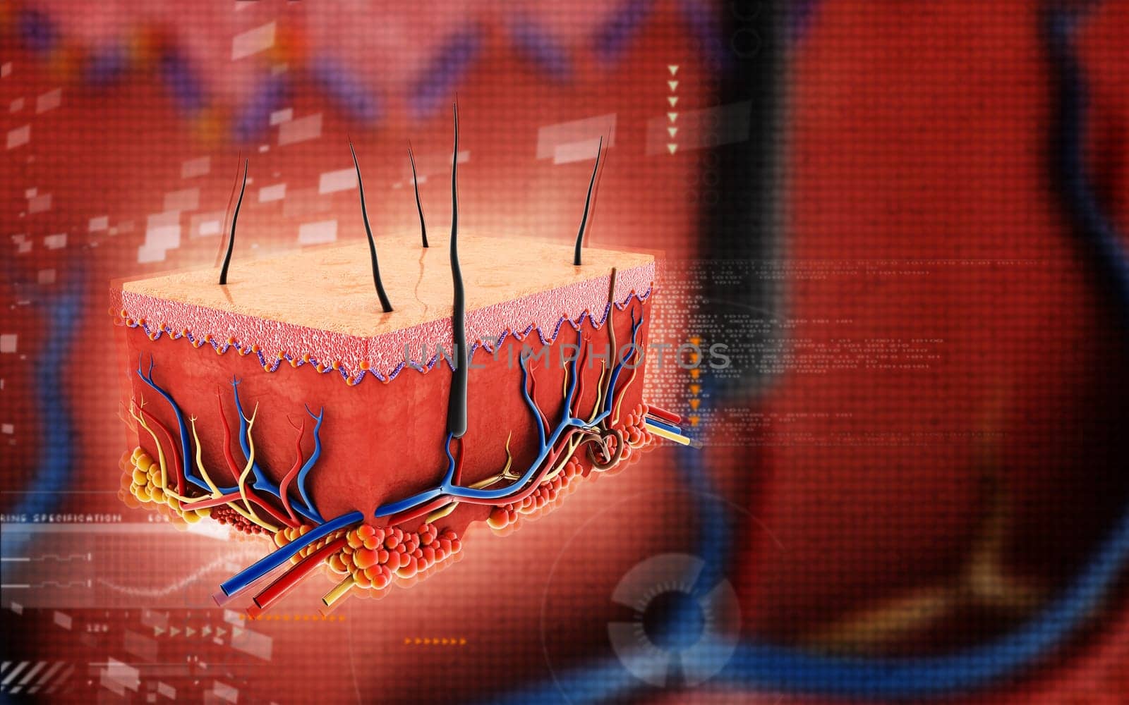 Digital illustration of Skin in colour background