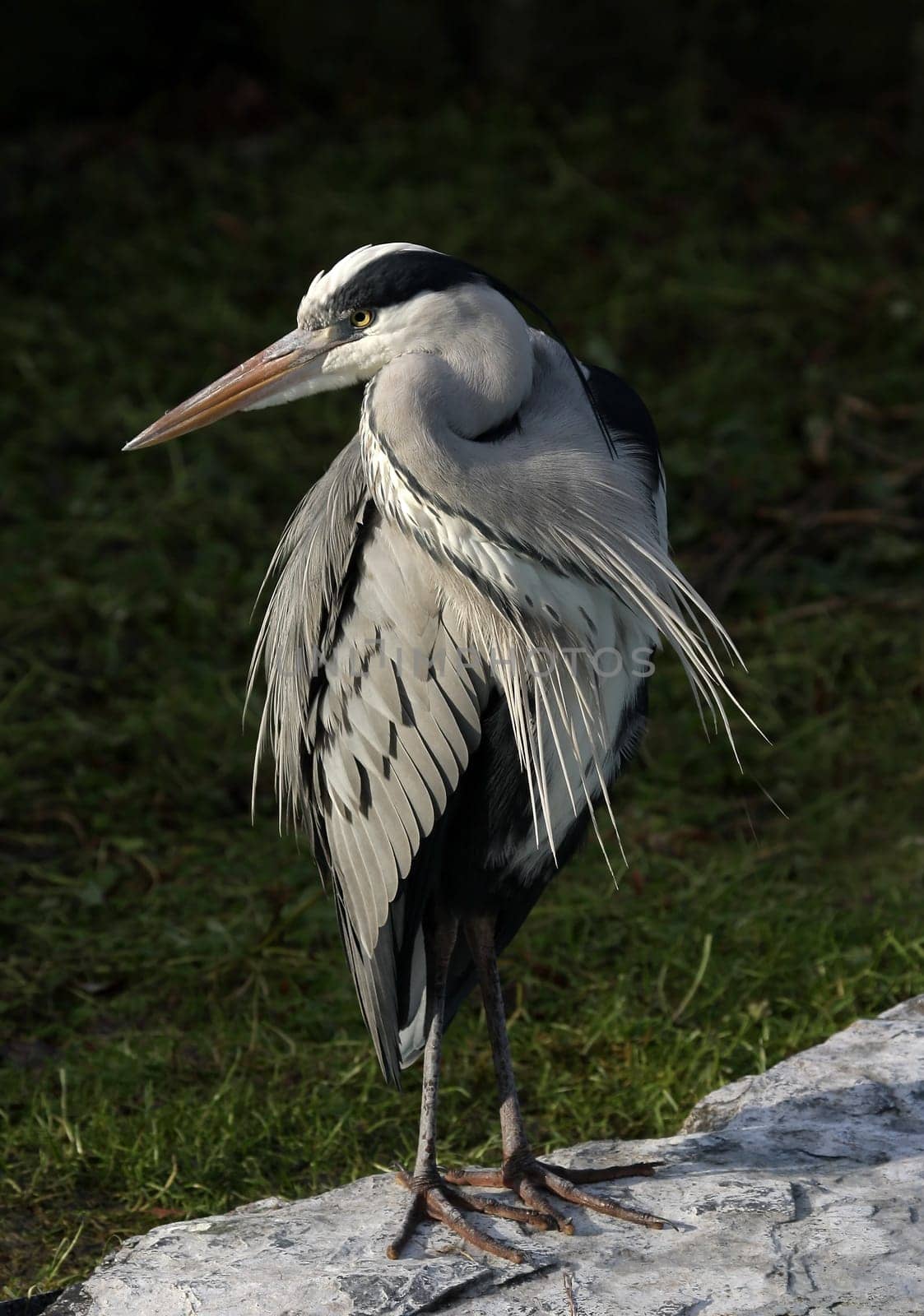 Grey heron