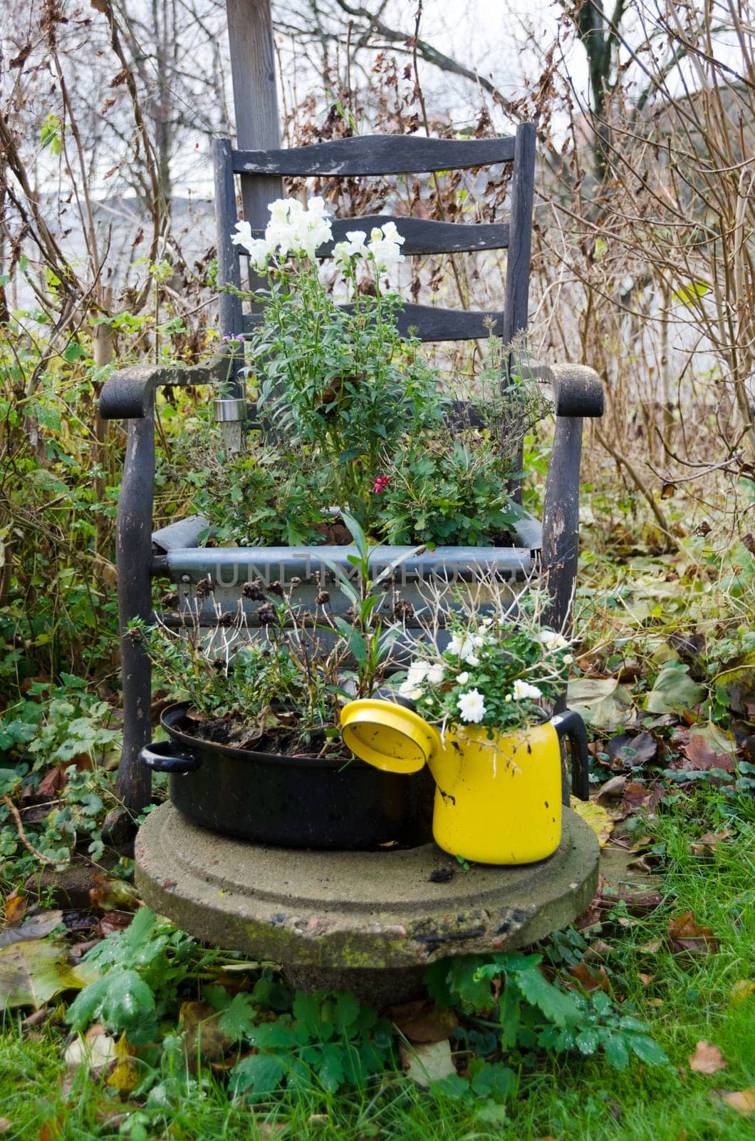 Flowers on a old chair of wood in the garden