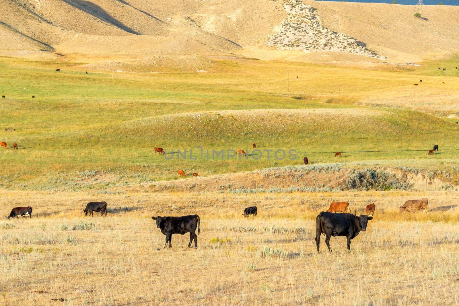 Cattle grazing in a field near Buffalo, Wyoming