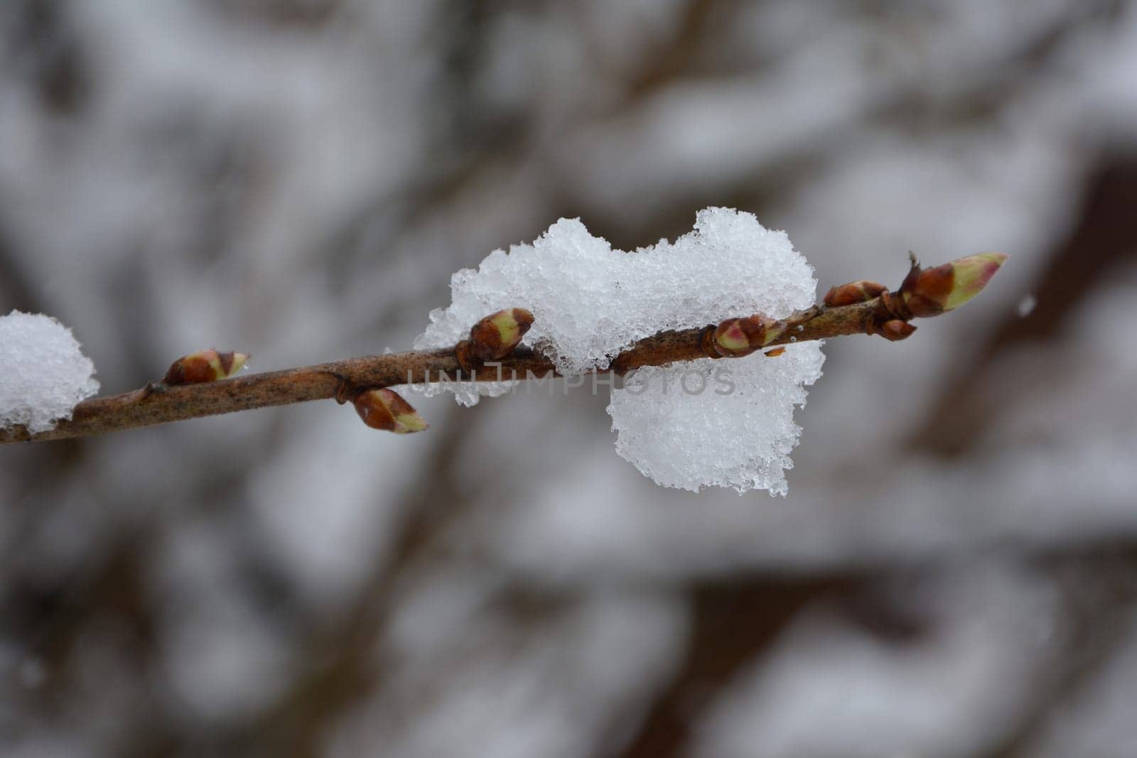Branch with buds of a gooseberry covered with snow in detail