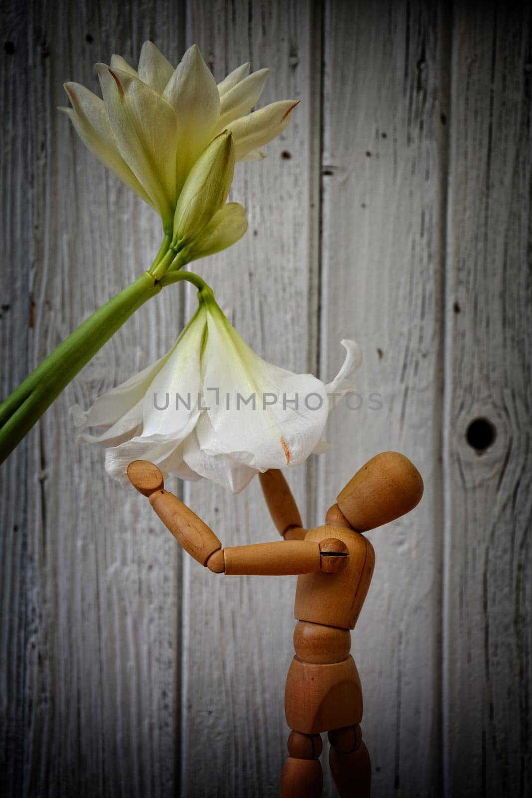 A wooden figure stands under a white amaryllis flower in front of a white old wooden wall