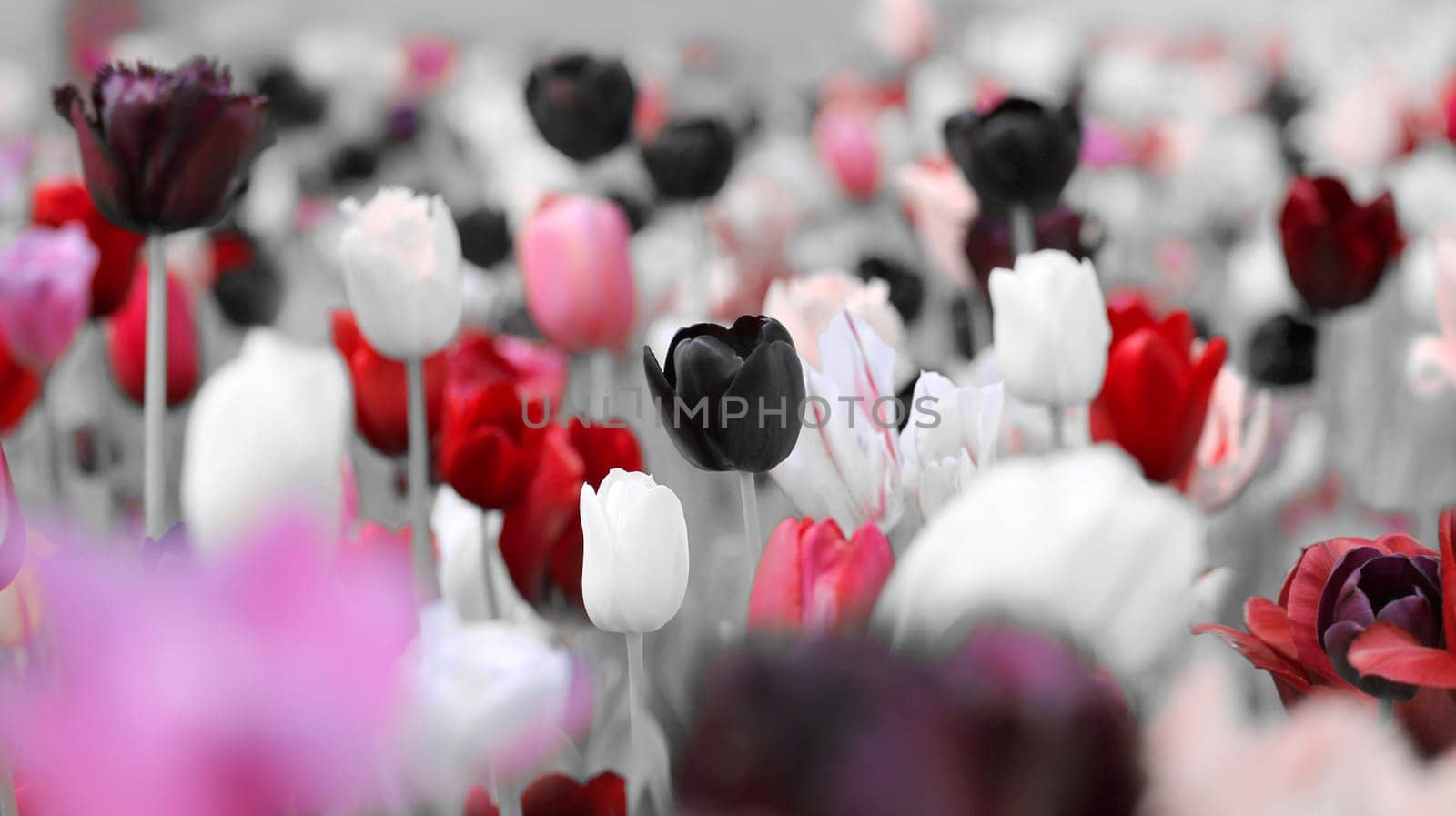 tulips grey black old white red light purple concept mourning whimsy