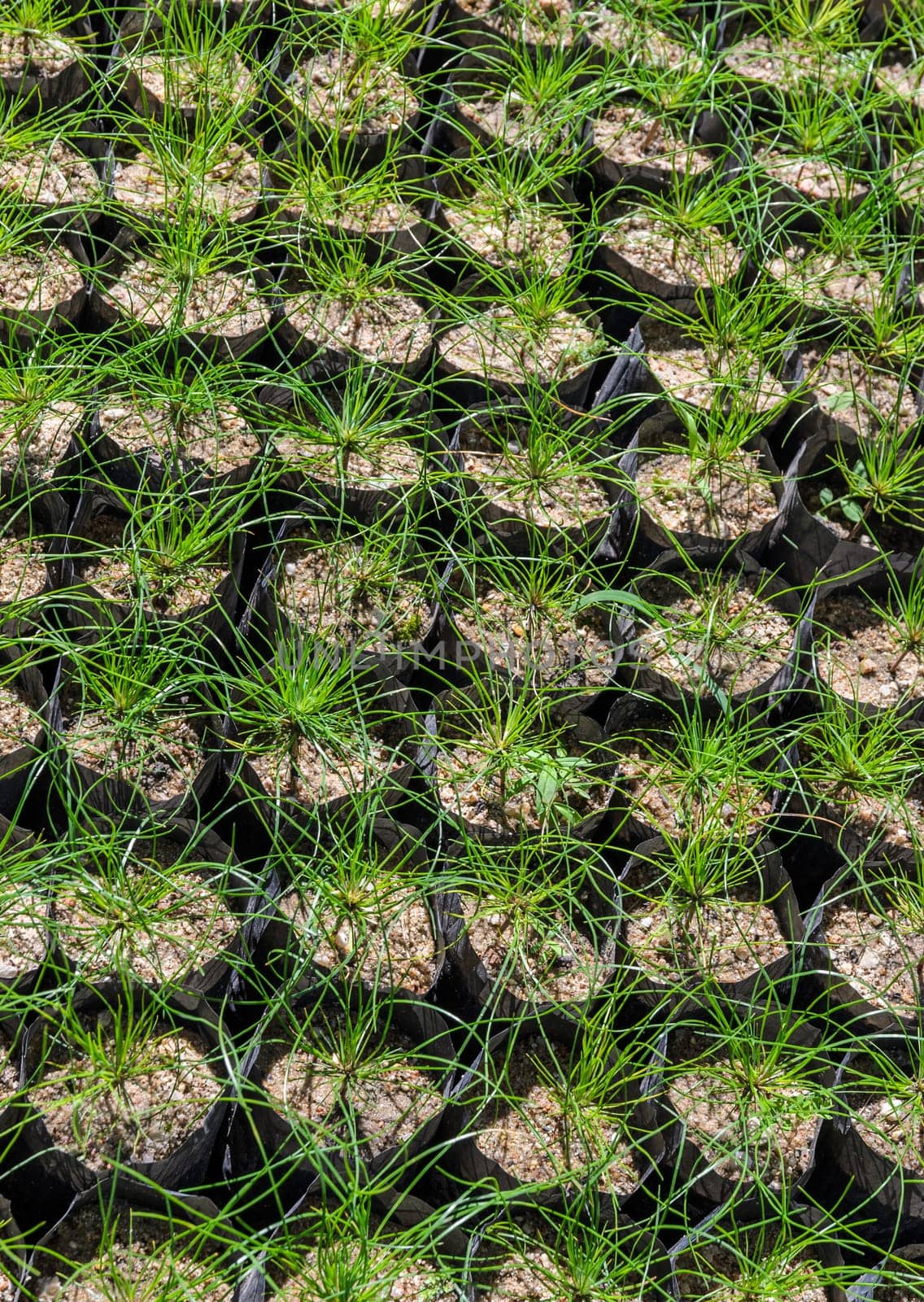 Pine tree nursery for reforestation